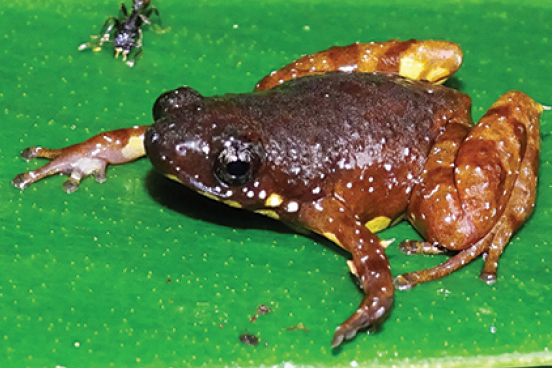 Bario Sticky Frog — Borneo wildlife, book, free download, jungle tour, frog, herp tour