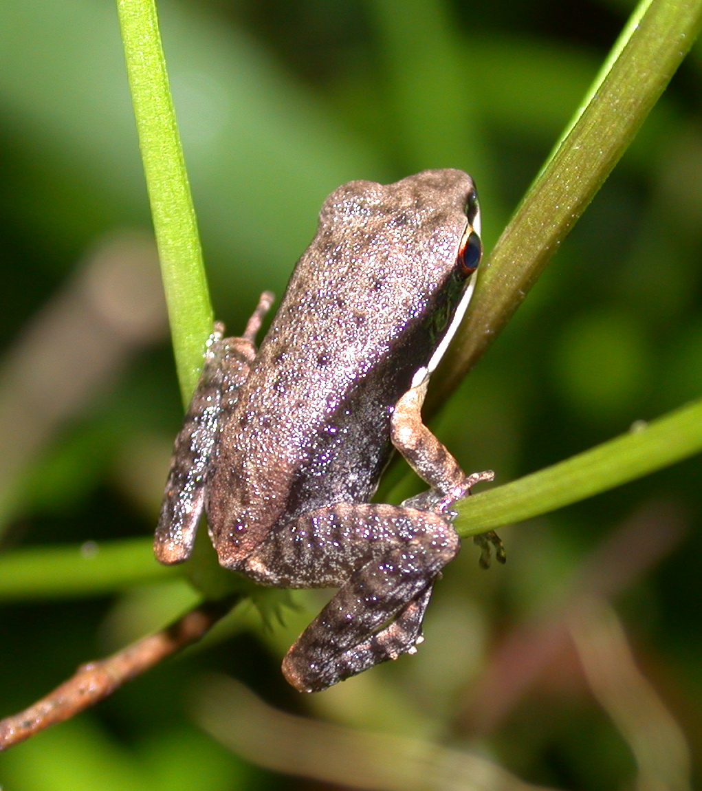 Black-sided Narrow-mouthed Frog — Borneo wildlife, book, free download, jungle tour, frog, herp tour