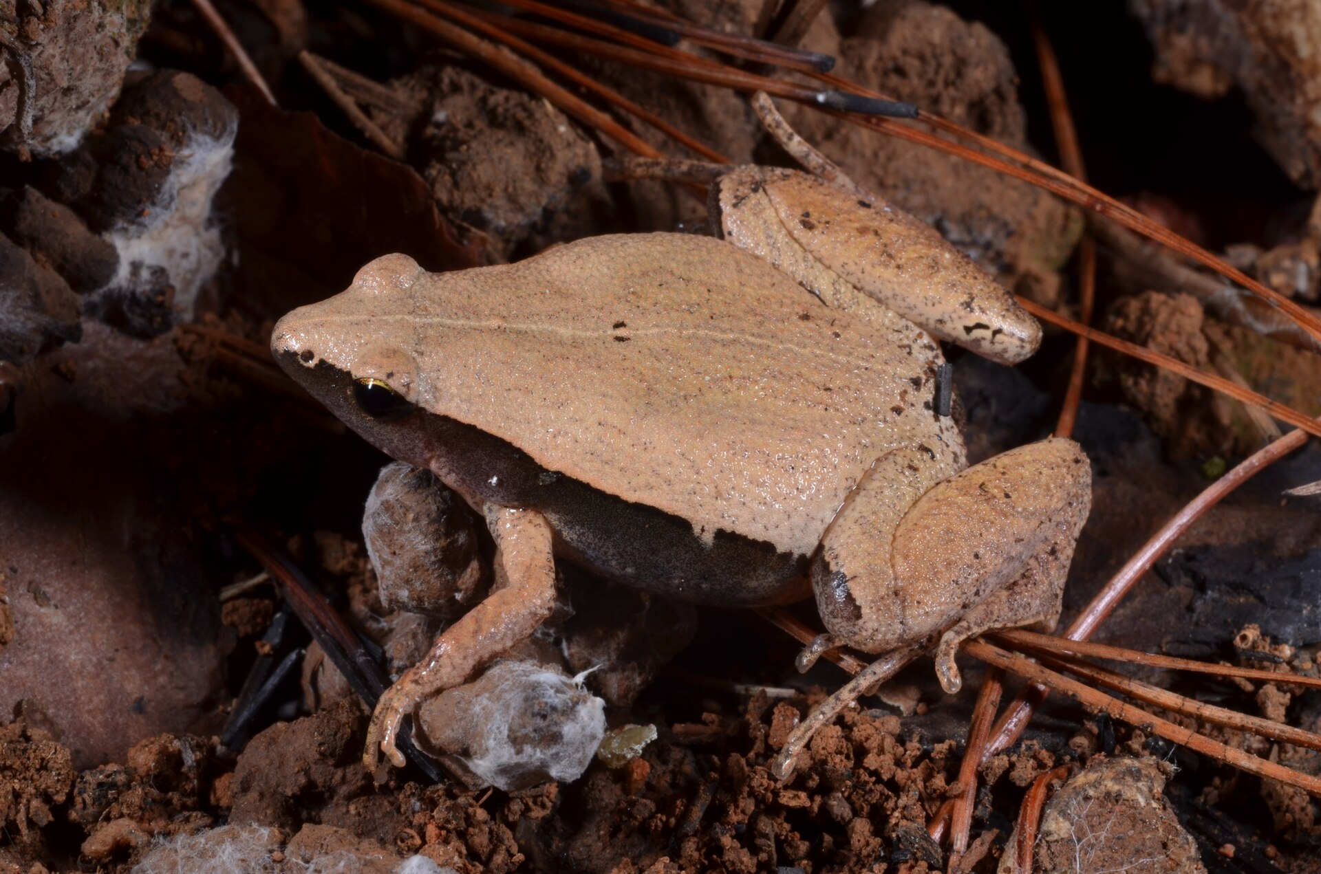 Black-sided Narrow-mouthed Frog — Borneo wildlife, book, free download, jungle tour, frog, herp tour
