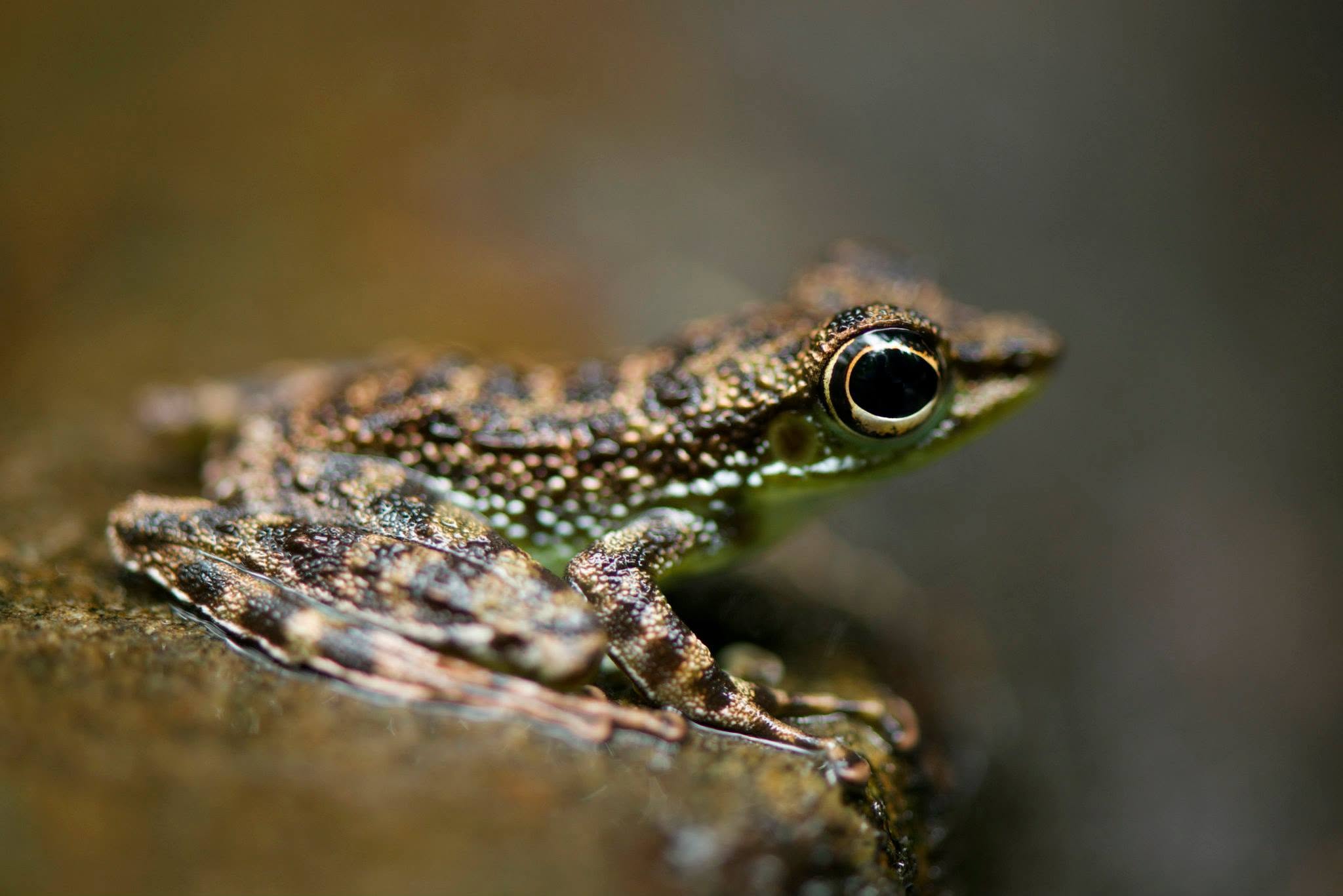 Black-spotted Rock Frog — Borneo wildlife, book, free download, jungle tour, frog, herp tour