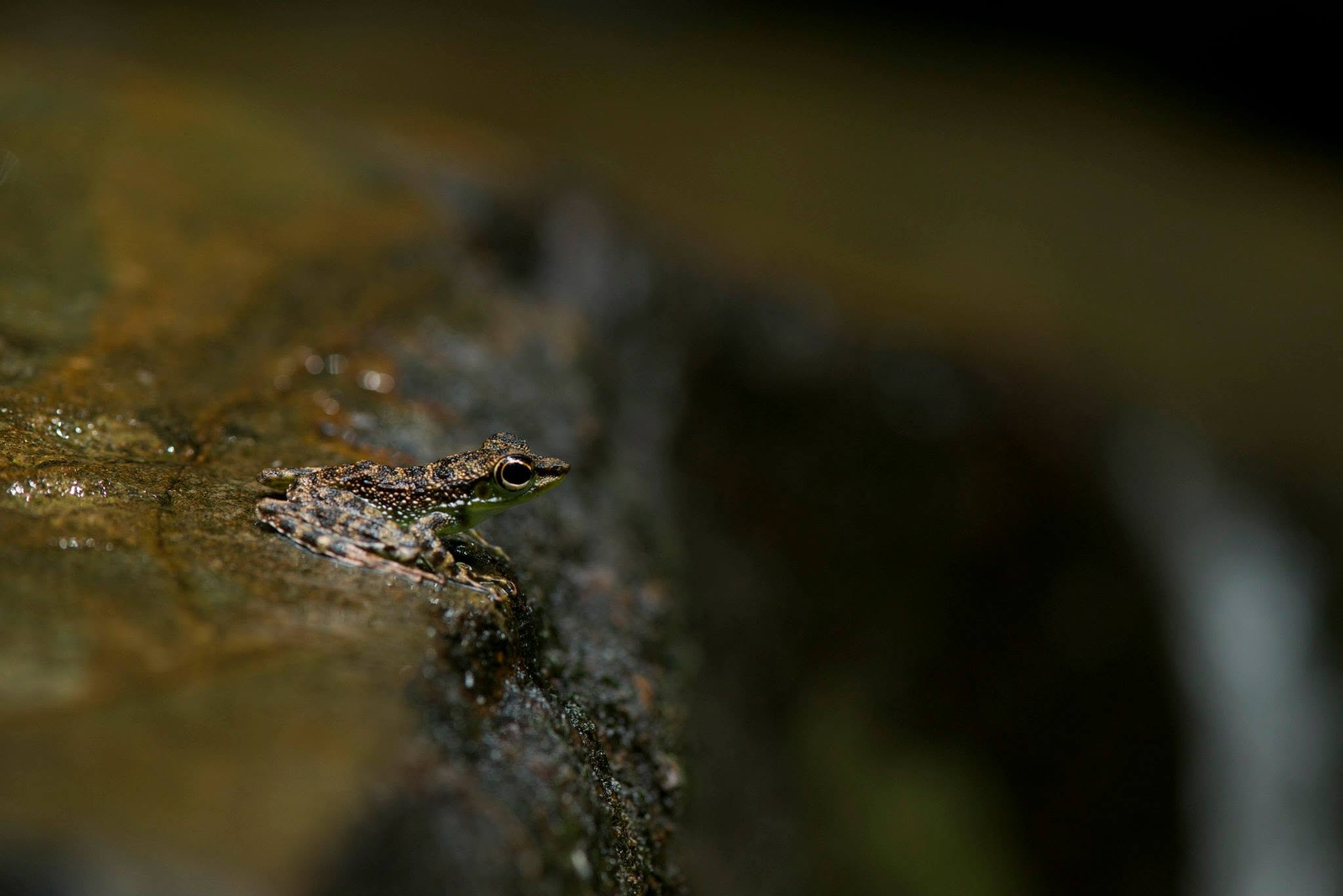 Black-spotted Rock Frog — Borneo wildlife, book, free download, jungle tour, frog, herp tour