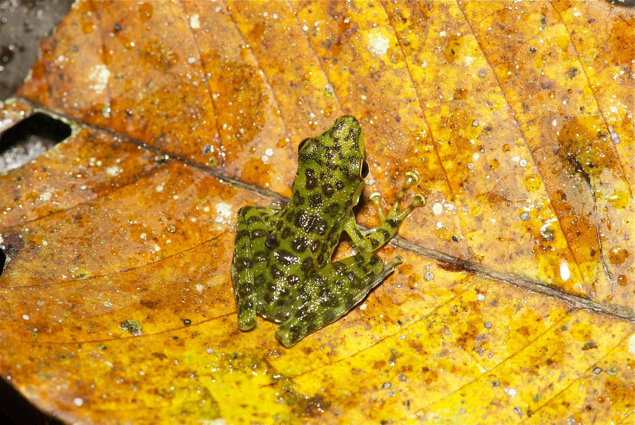 Black-spotted Rock Frog — Borneo wildlife, book, free download, jungle tour, frog, herp tour