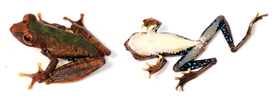 Blue-spotted Tree Frog — Borneo wildlife, book, free download, jungle tour, frog, herp tour