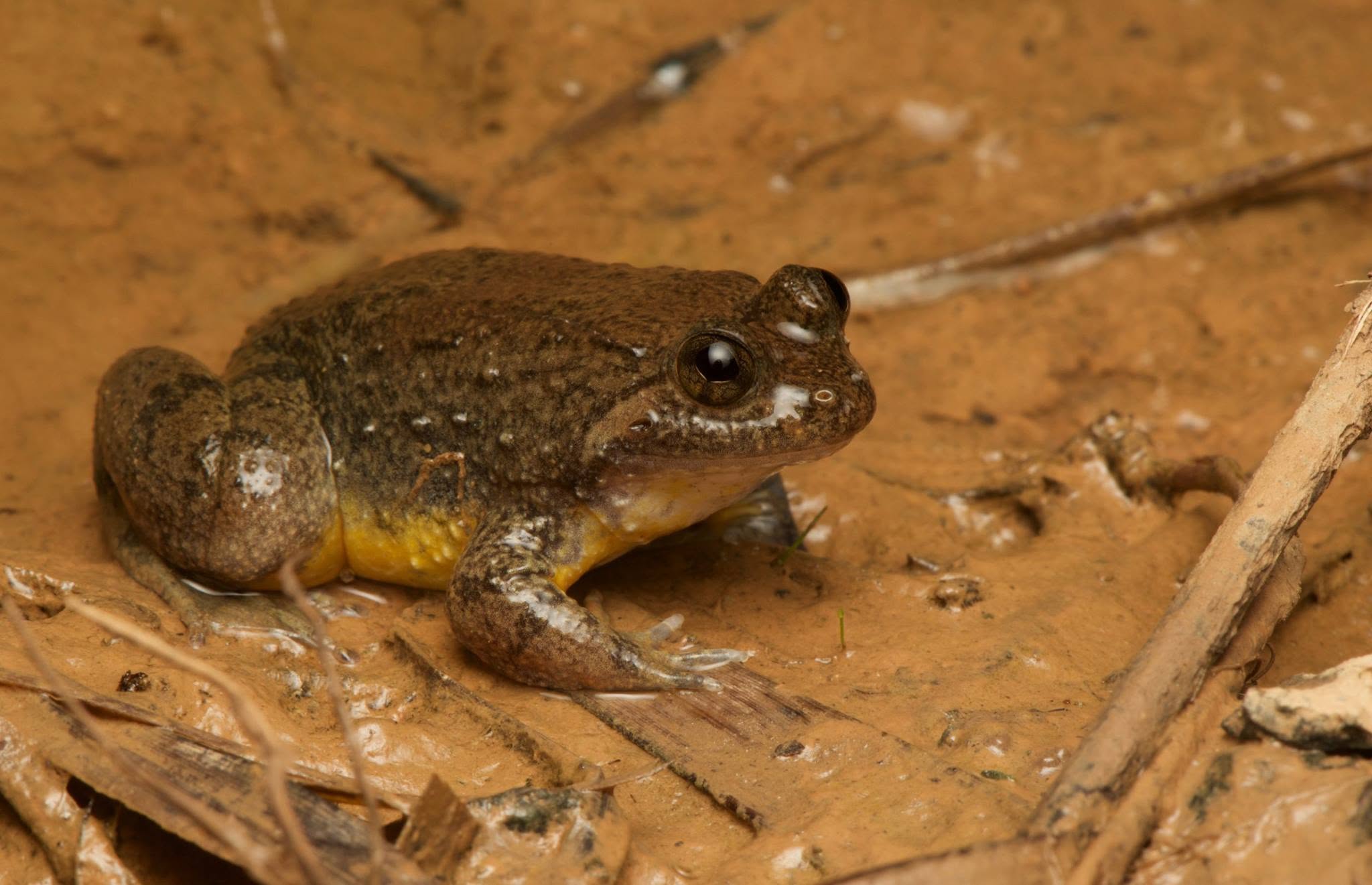 Bornean Flat-headed Frog — Borneo wildlife, book, free download, jungle tour, frog, herp tour