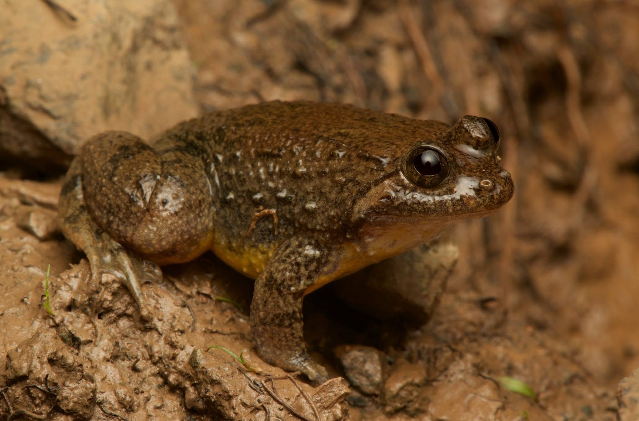 Bornean Flat-headed Frog — Borneo wildlife, book, free download, jungle tour, frog, herp tour