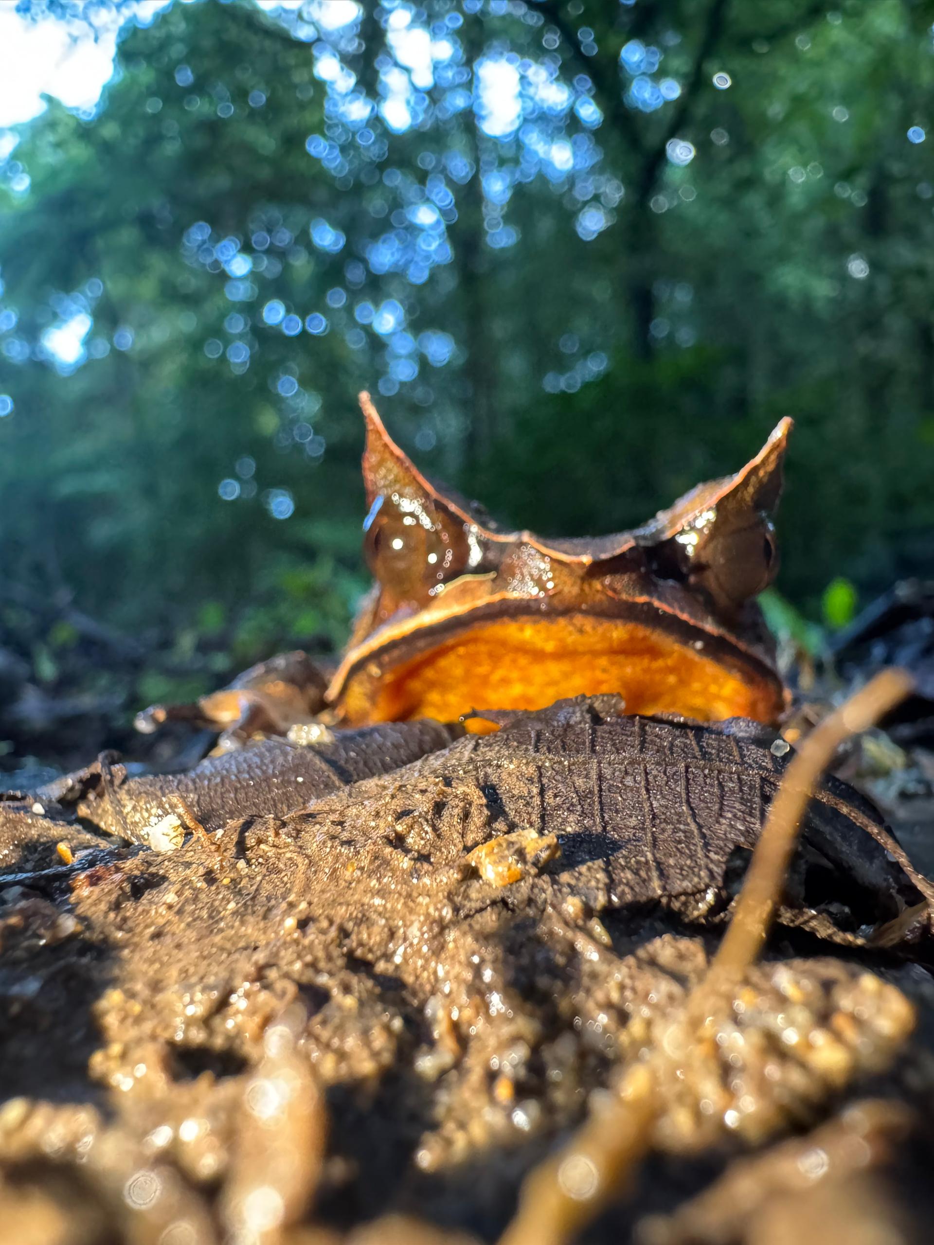 Bornean Horned Frog — Borneo wildlife, book, free download, jungle tour, frog, herp tour