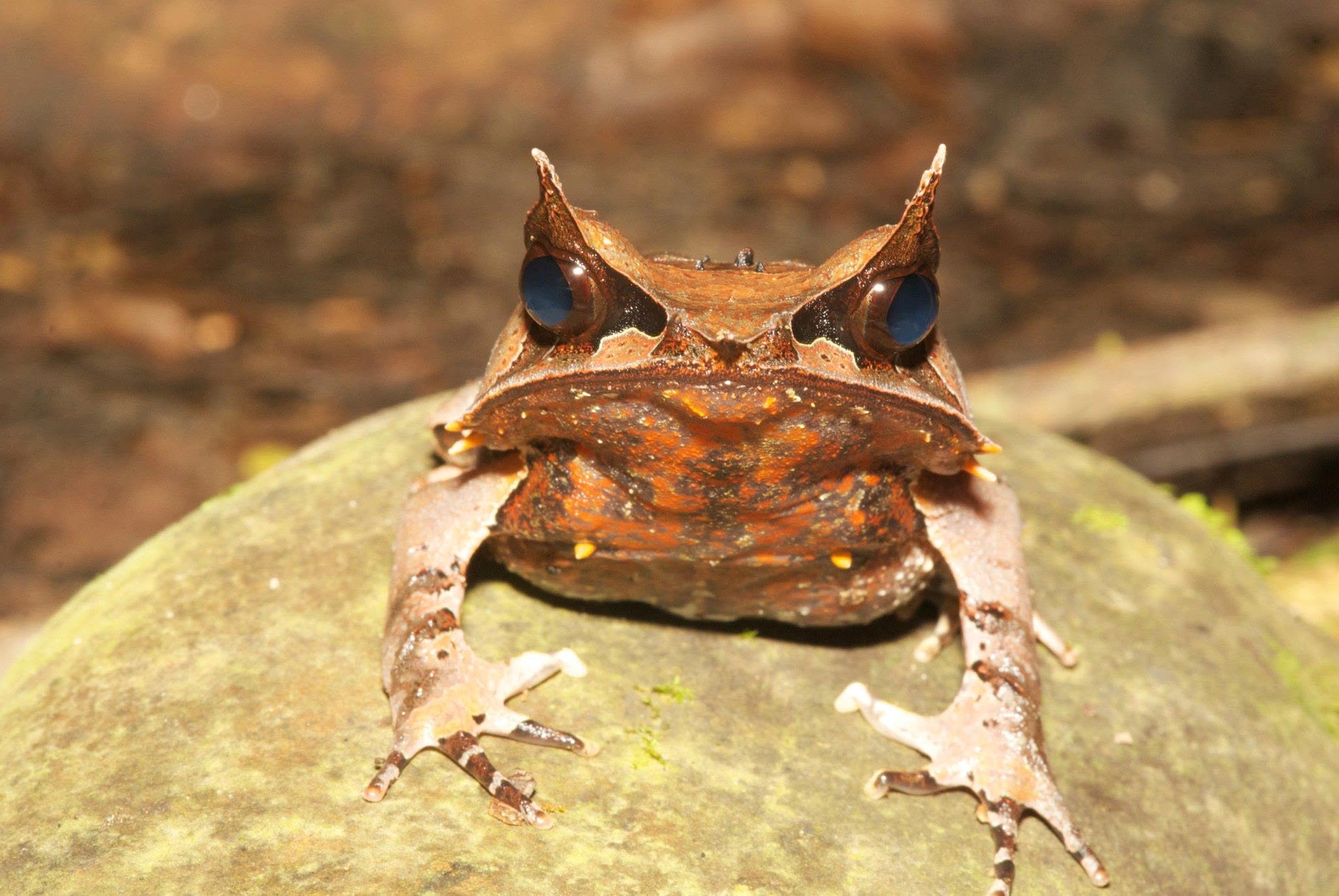 Bornean horned frog on the forest floor, patterned like a dead leaf