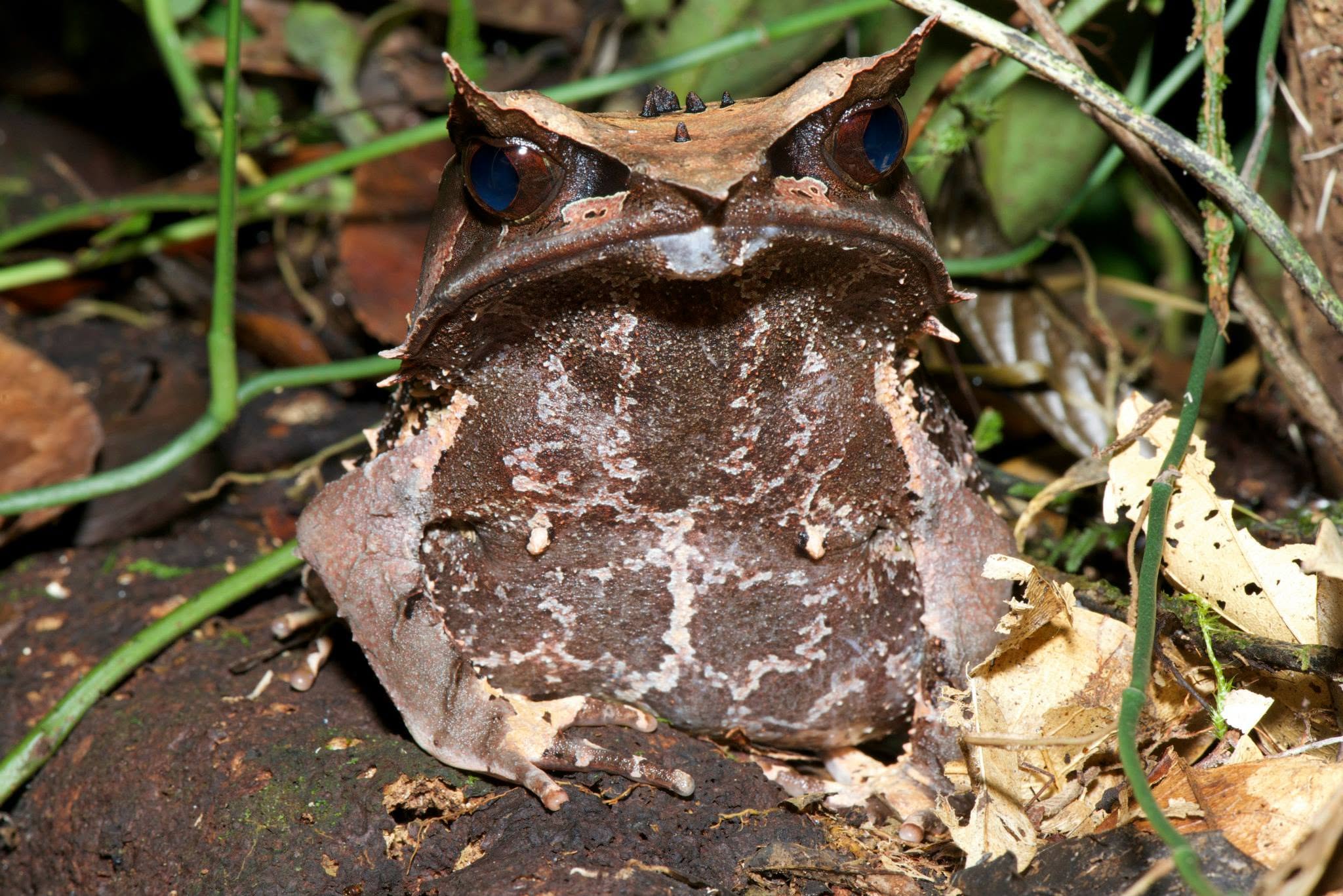 Bornean Horned Frog — Borneo wildlife, book, free download, jungle tour, frog, herp tour