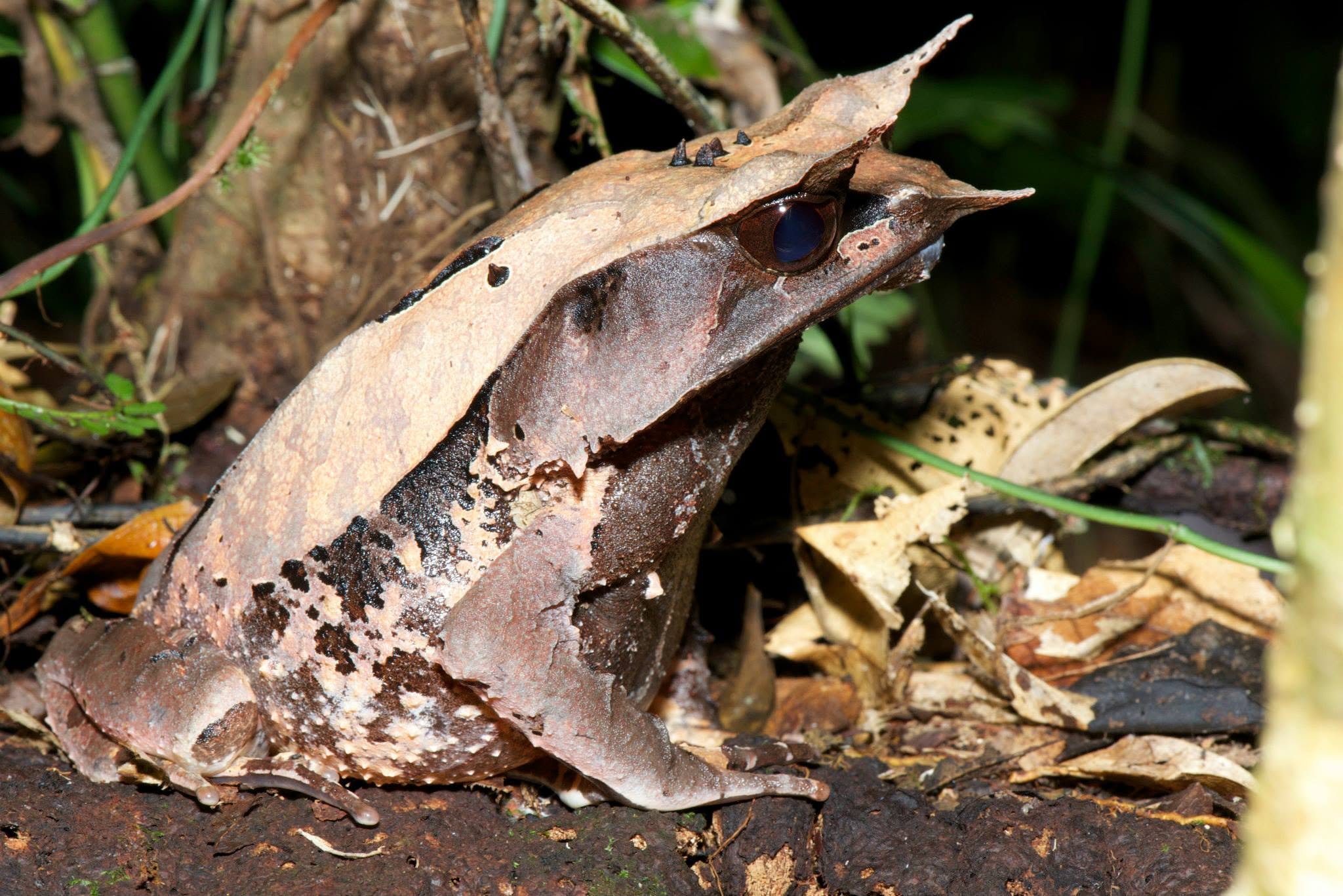 Lupa Masa — Borneo wildlife, book, free download, jungle tour, Lupa Masa tour, Lupa Masa trip