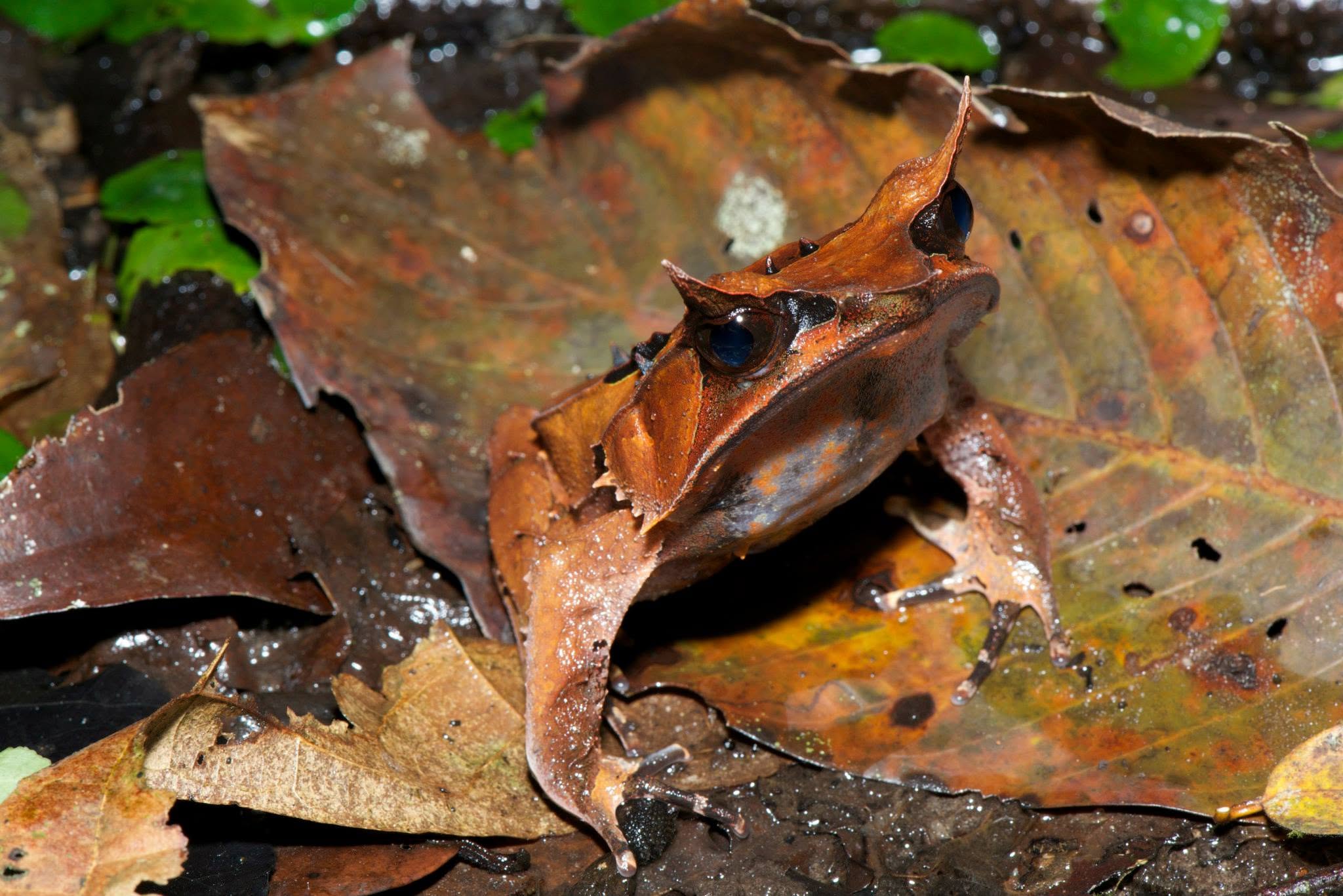 Bornean Horned Frog — Borneo wildlife, book, free download, jungle tour, frog, herp tour