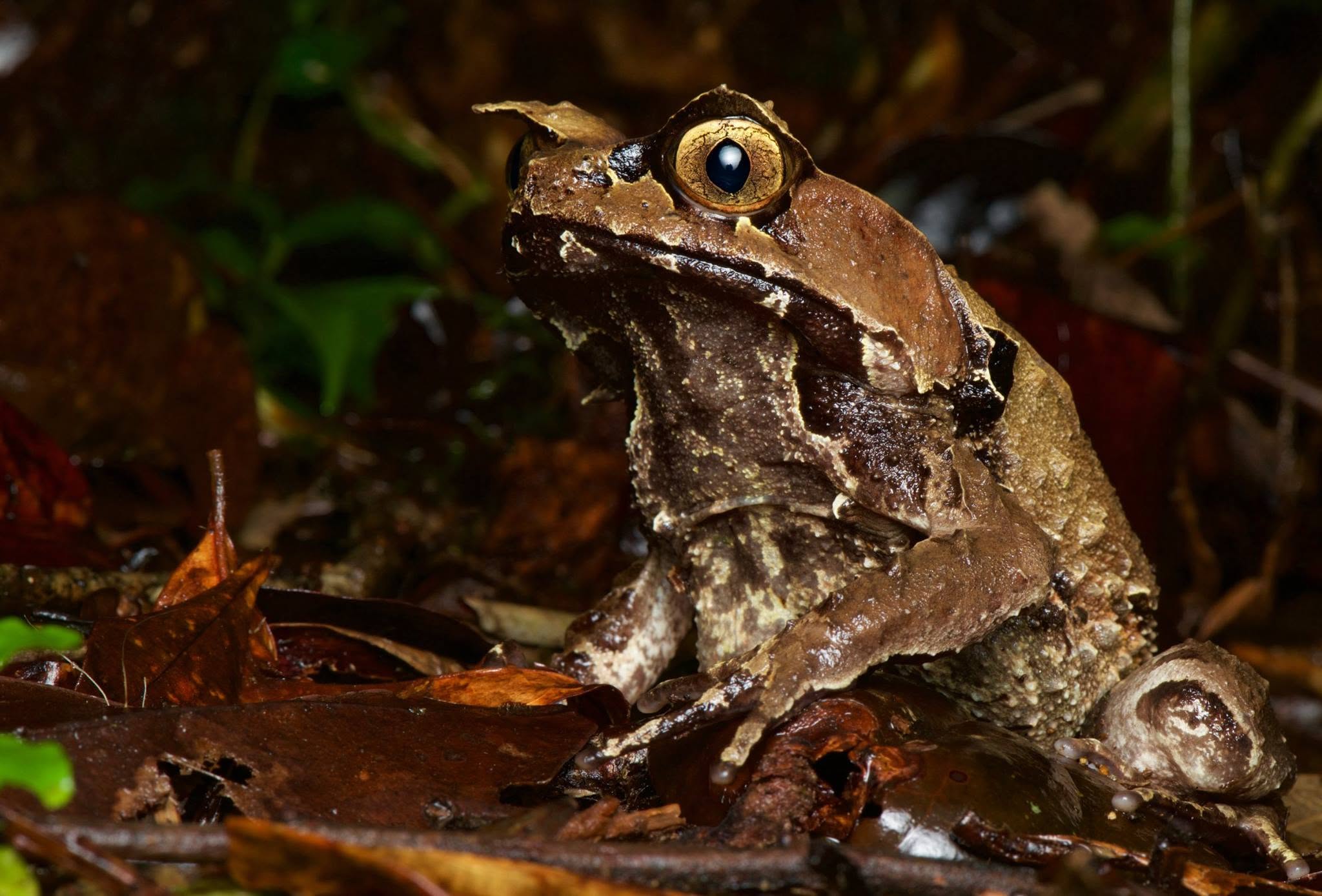 Bornean Horned Frog — Borneo wildlife, book, free download, jungle tour, frog, herp tour