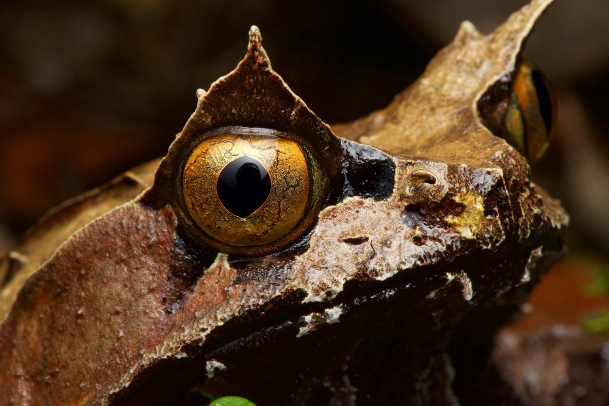 Bornean Horned Frog — Borneo wildlife, book, free download, jungle tour, frog, herp tour