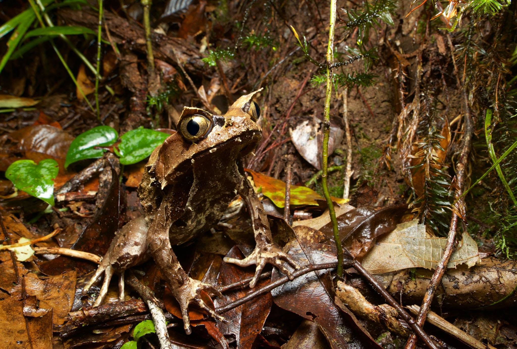 Bornean Horned Frog — Borneo wildlife, book, free download, jungle tour, frog, herp tour