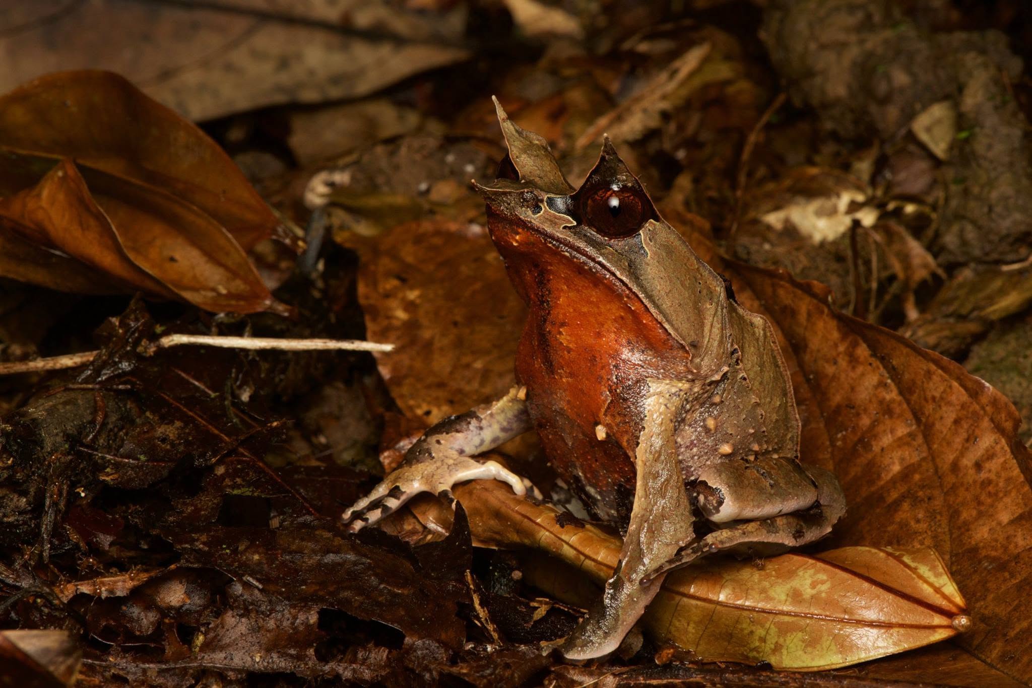 Bornean Horned Frog — Borneo wildlife, book, free download, jungle tour, frog, herp tour