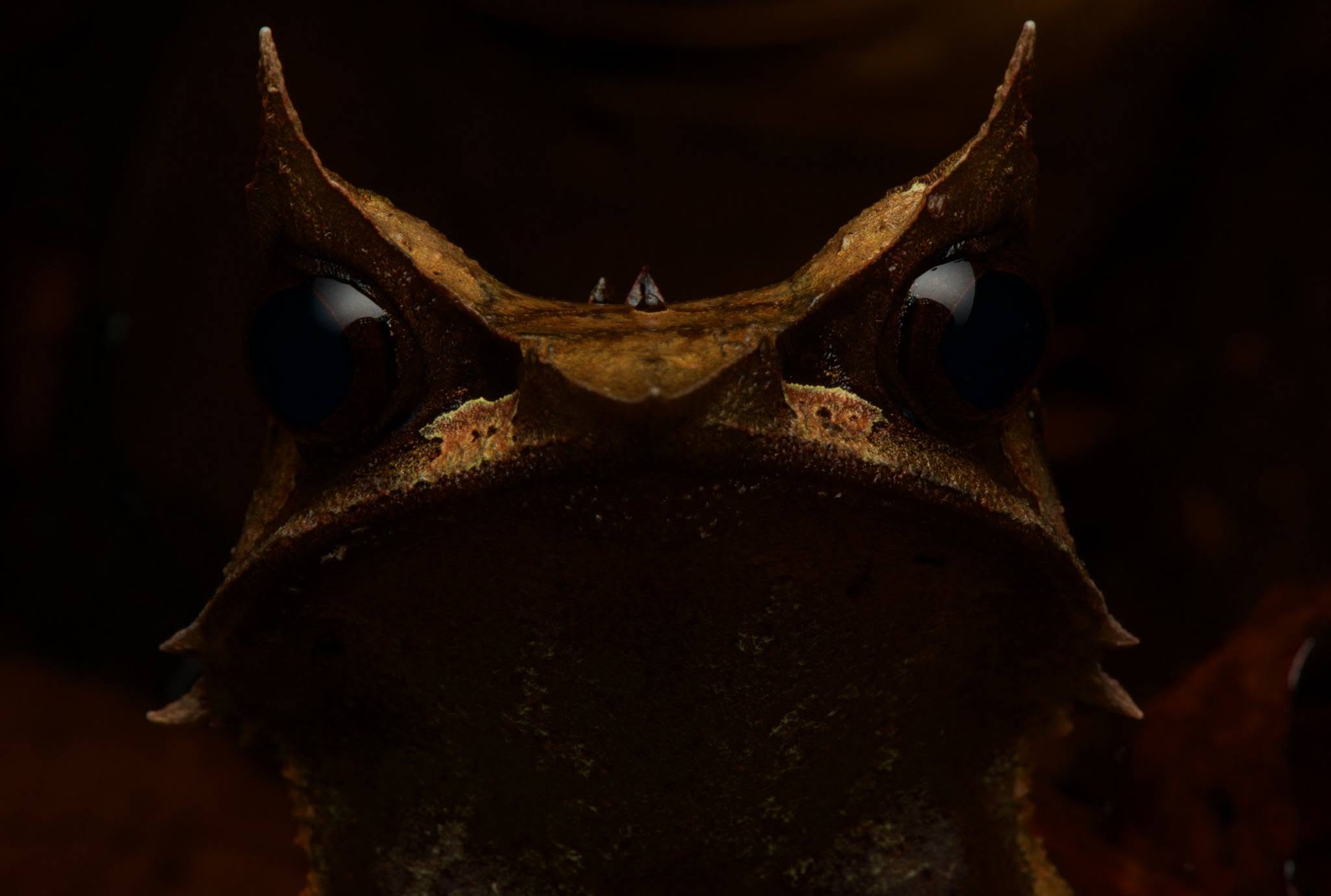 Bornean Horned Frog — Borneo wildlife, book, free download, jungle tour, frog, herp tour