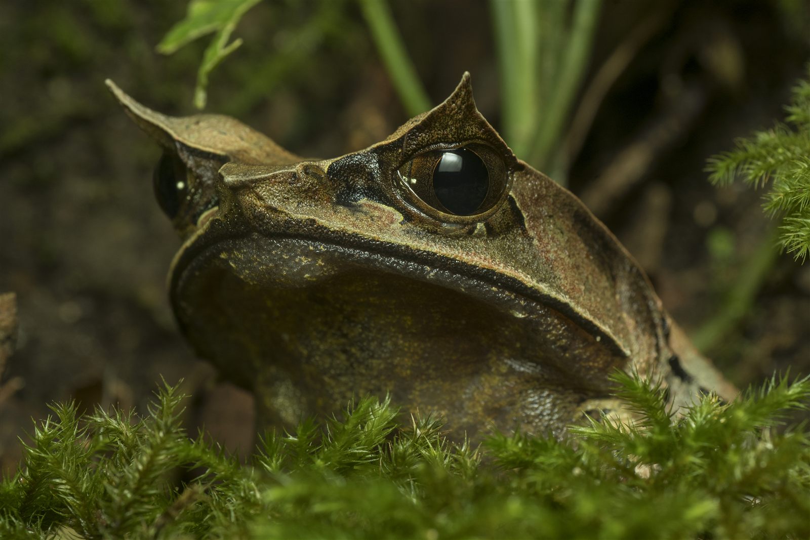 Bornean Horned Frog — Borneo wildlife, book, free download, jungle tour, frog, herp tour