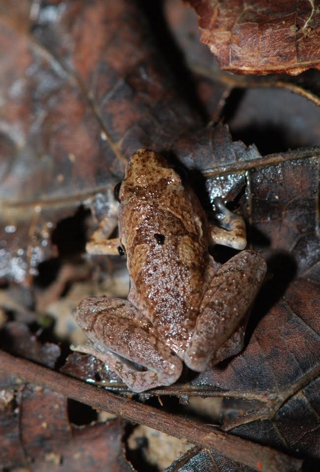 Matang Narrow-mouthed Frog — Borneo wildlife, book, free download, jungle tour, frog, herp tour