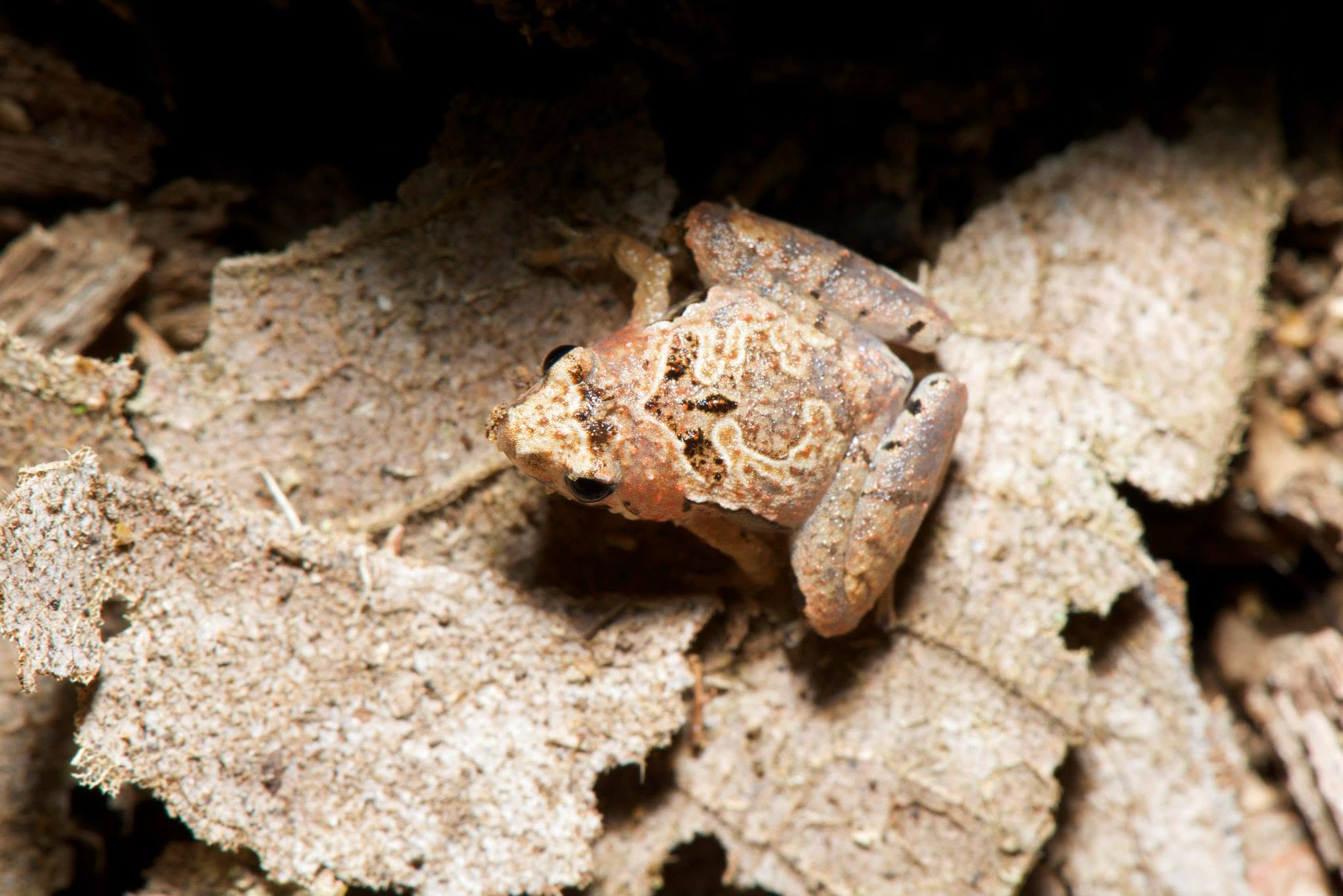 Matang Narrow-mouthed Frog — Borneo wildlife, book, free download, jungle tour, frog, herp tour