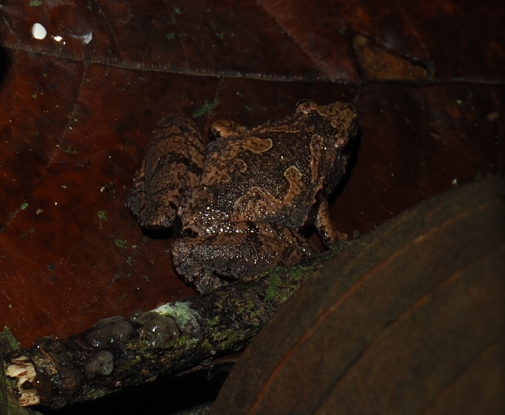 Bornean Narrow-mouthed Frog — Borneo wildlife, book, free download, jungle tour, frog, herp tour