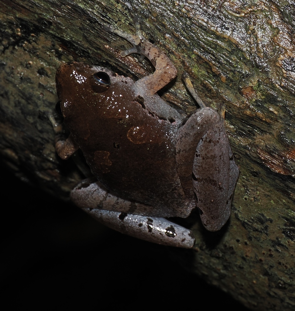 Bornean Narrow-mouthed Frog — Borneo wildlife, book, free download, jungle tour, frog, herp tour