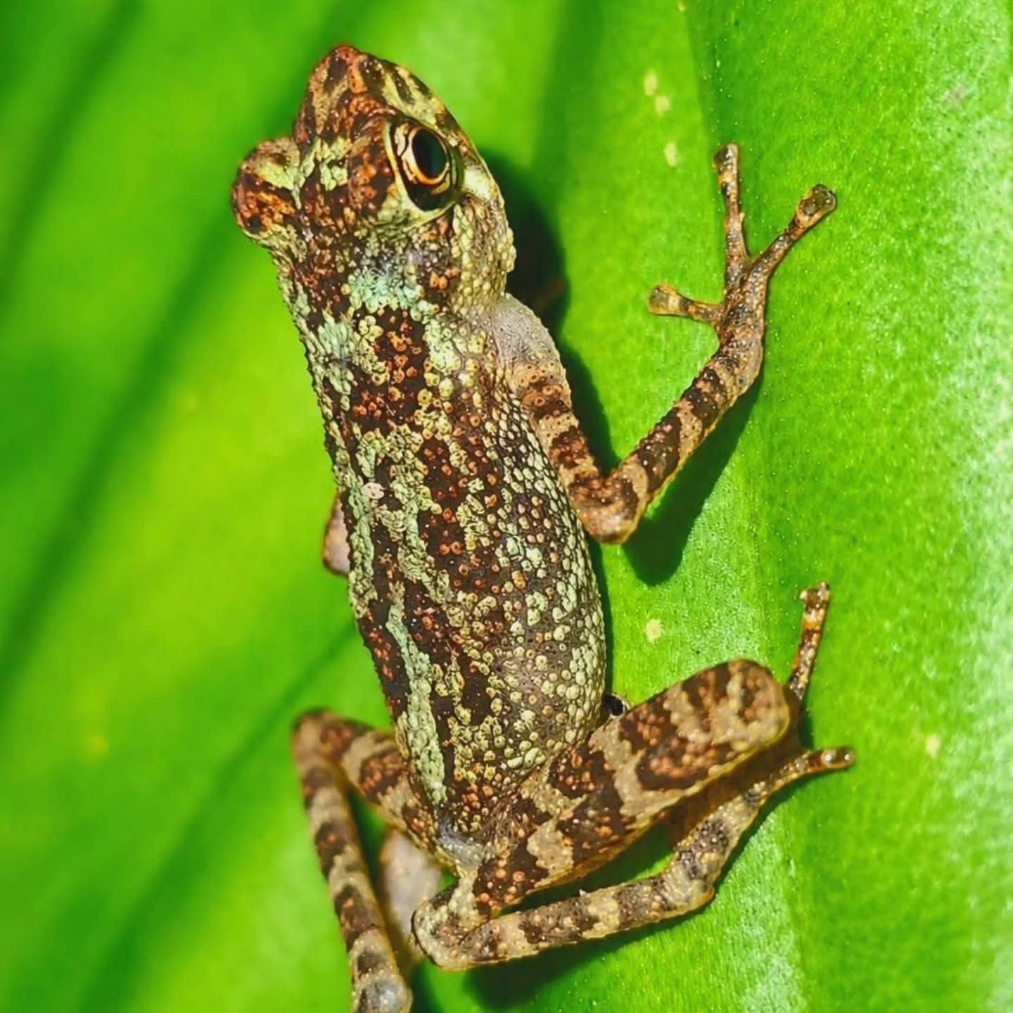 Bornean Rainbow Toad — Borneo wildlife, book, free download, jungle tour, frog, herp tour