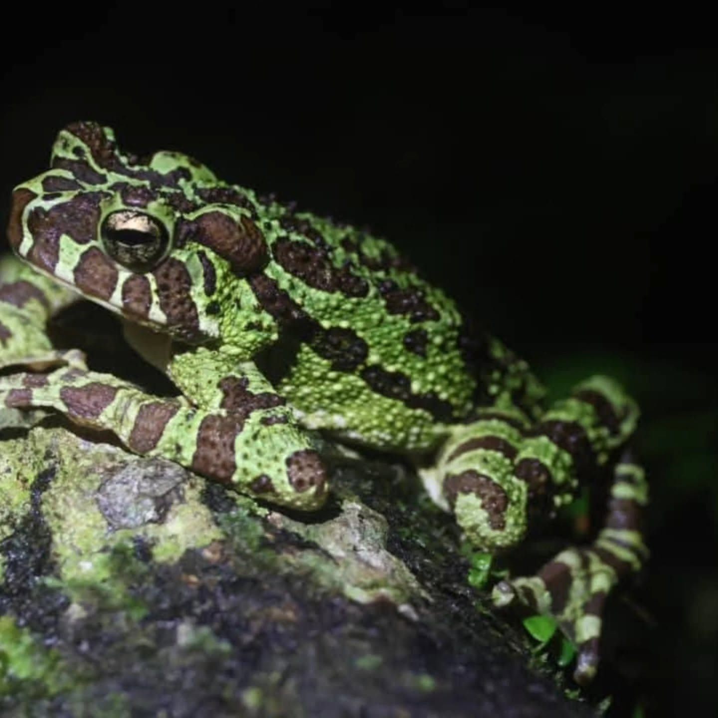 Bornean Rainbow Toad — Borneo wildlife, book, free download, jungle tour, frog, herp tour