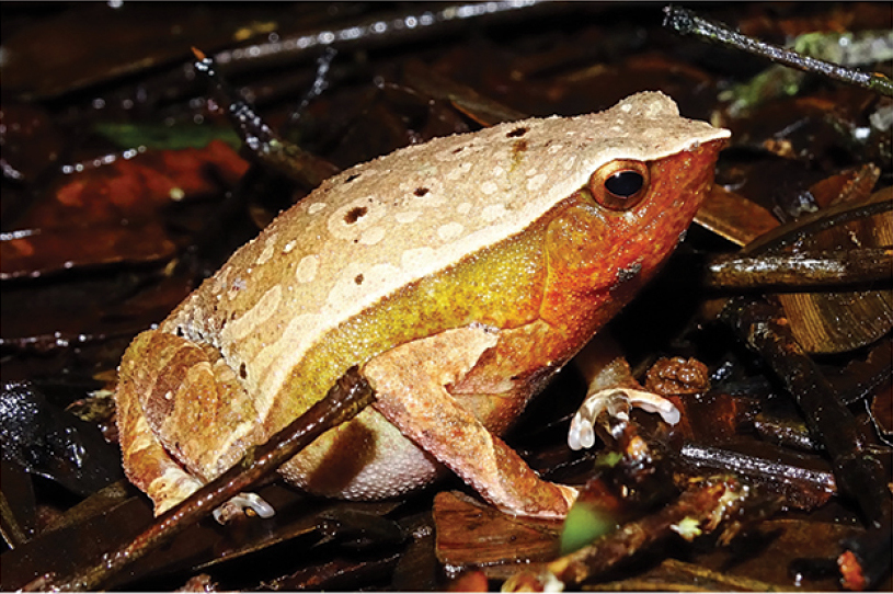 Borneo Big Sticky Frog — Borneo wildlife, book, free download, jungle tour, frog, herp tour