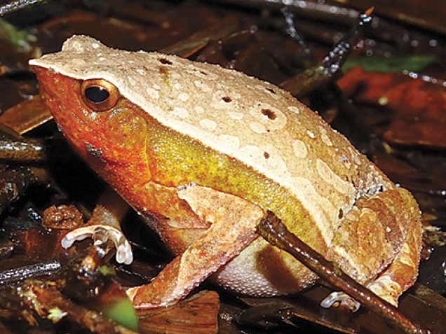 Borneo Big Sticky Frog — Borneo wildlife, book, free download, jungle tour, frog, herp tour