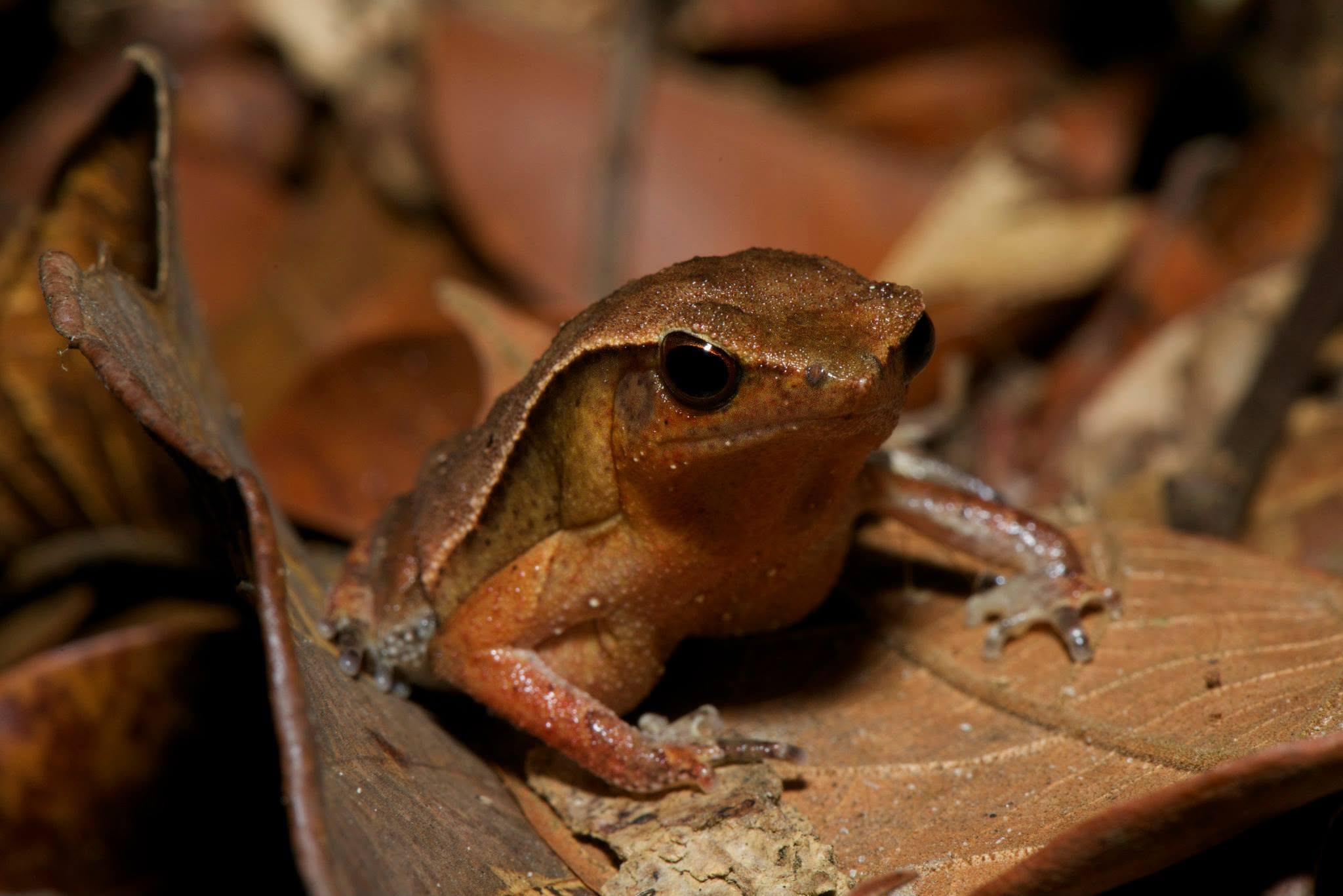 Borneo Big Sticky Frog — Borneo wildlife, book, free download, jungle tour, frog, herp tour