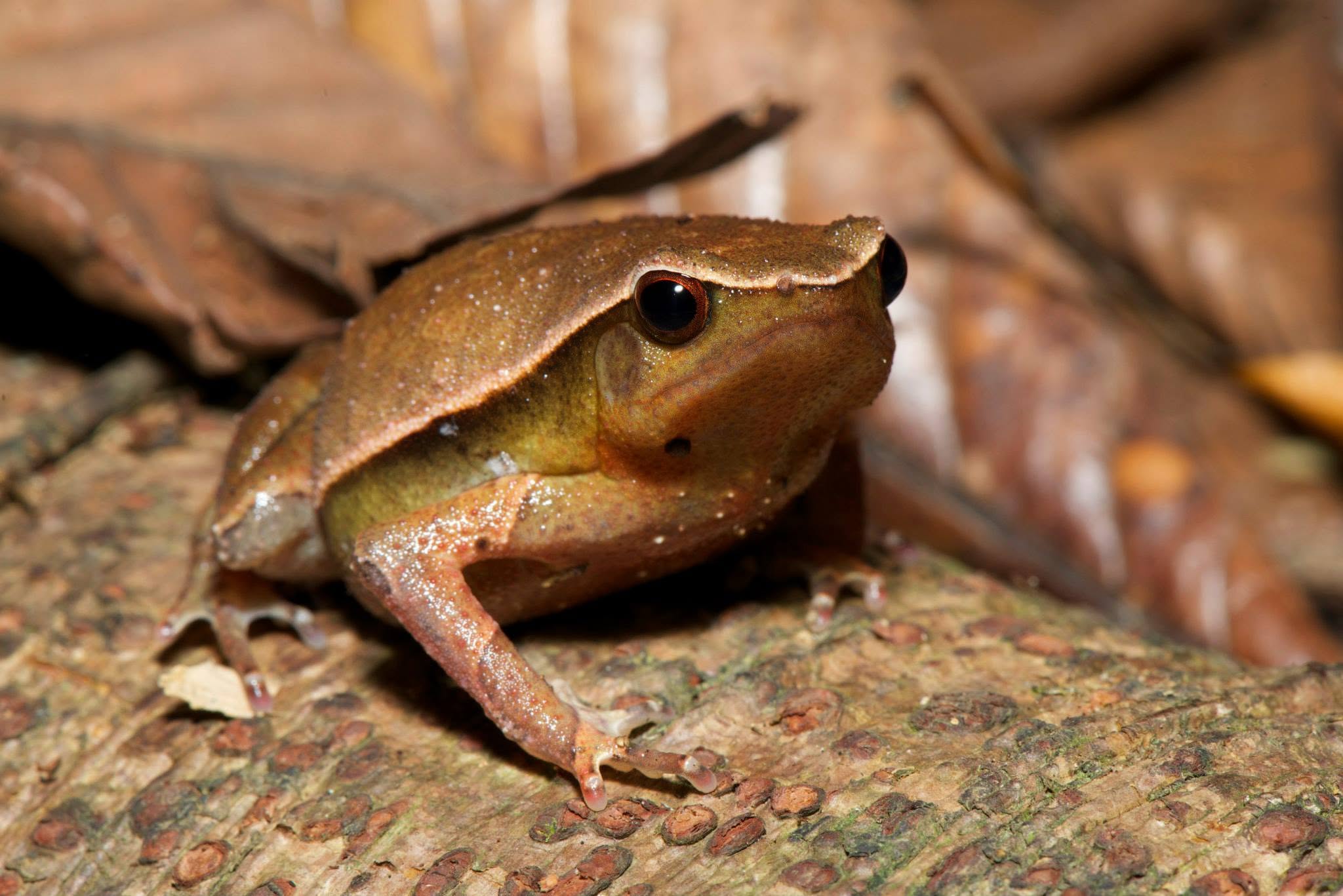 Borneo Big Sticky Frog — Borneo wildlife, book, free download, jungle tour, frog, herp tour