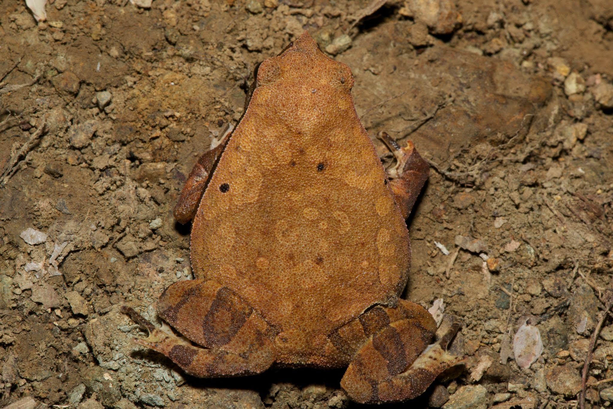Borneo Big Sticky Frog — Borneo wildlife, book, free download, jungle tour, frog, herp tour