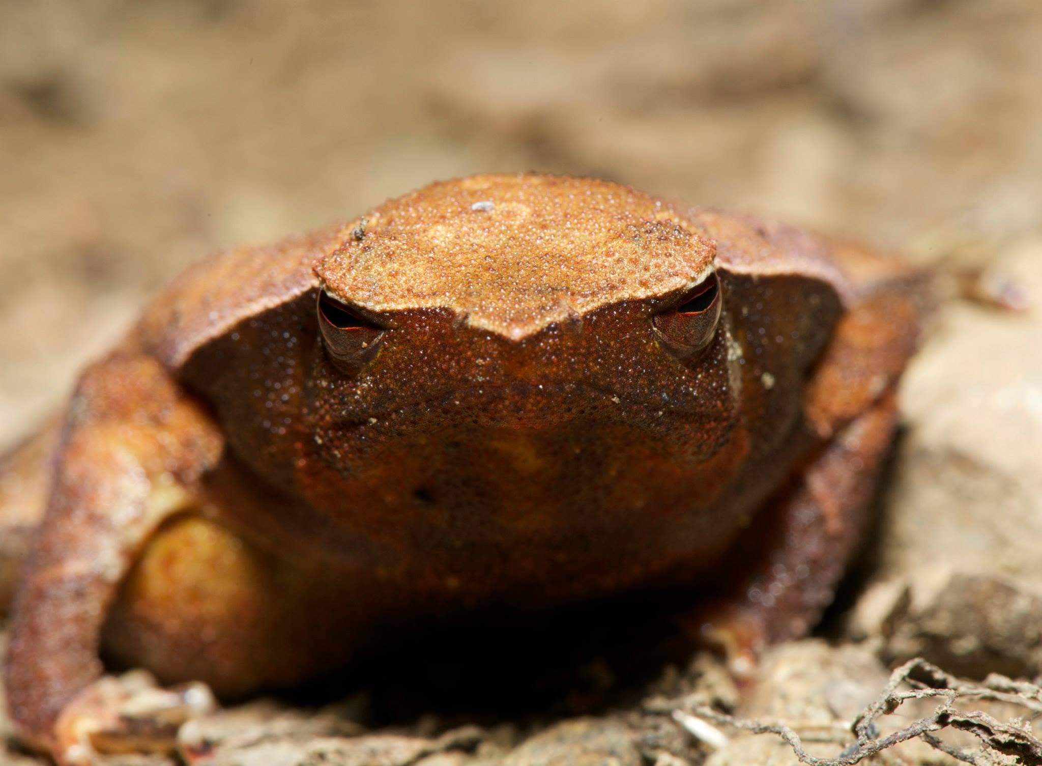 Borneo Big Sticky Frog — Borneo wildlife, book, free download, jungle tour, frog, herp tour
