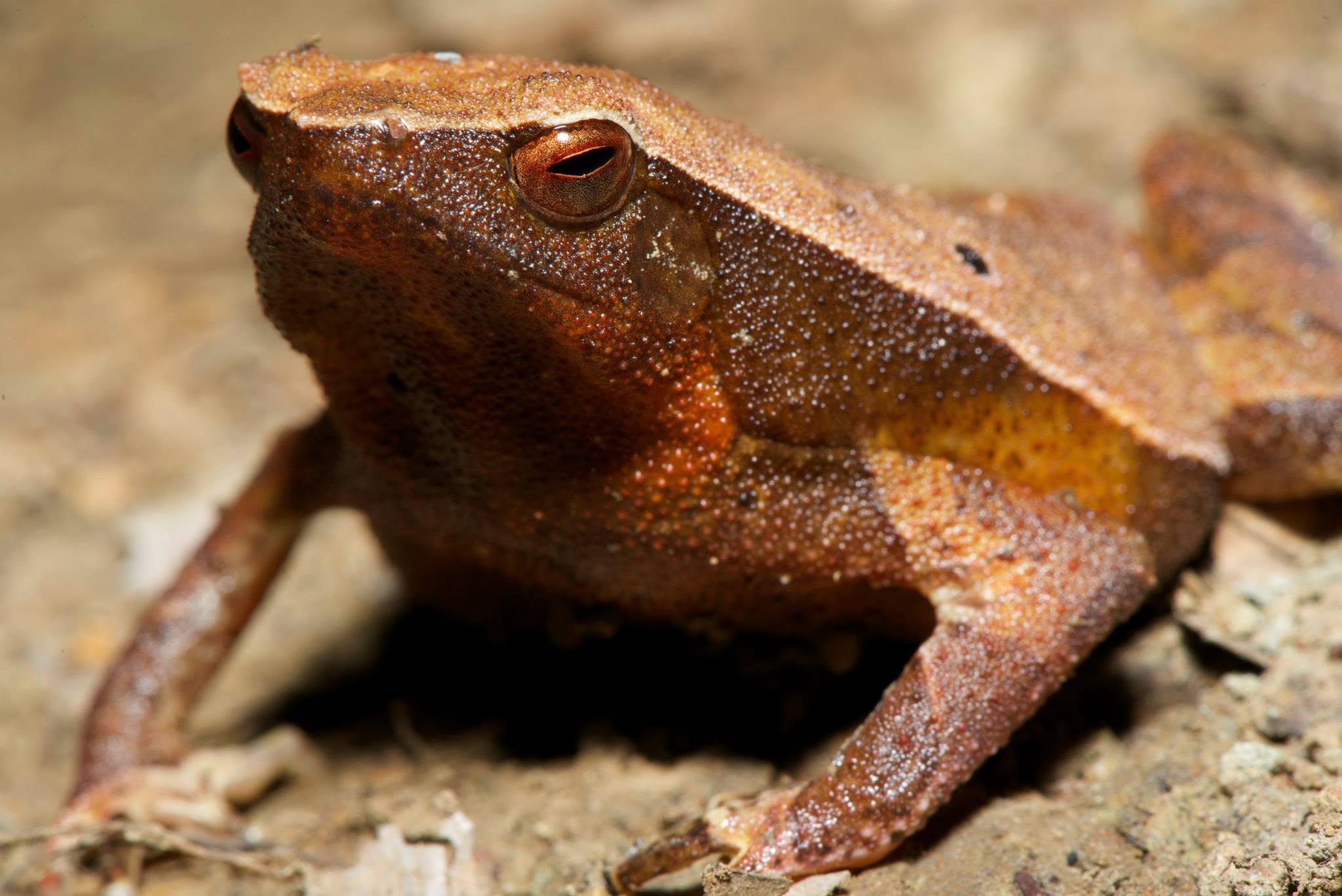 Borneo Big Sticky Frog — Borneo wildlife, book, free download, jungle tour, frog, herp tour