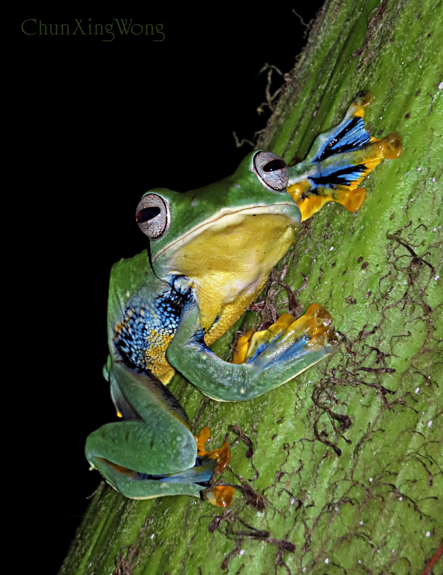 Borneo Flying Frog — Borneo wildlife, book, free download, jungle tour, frog, herp tour
