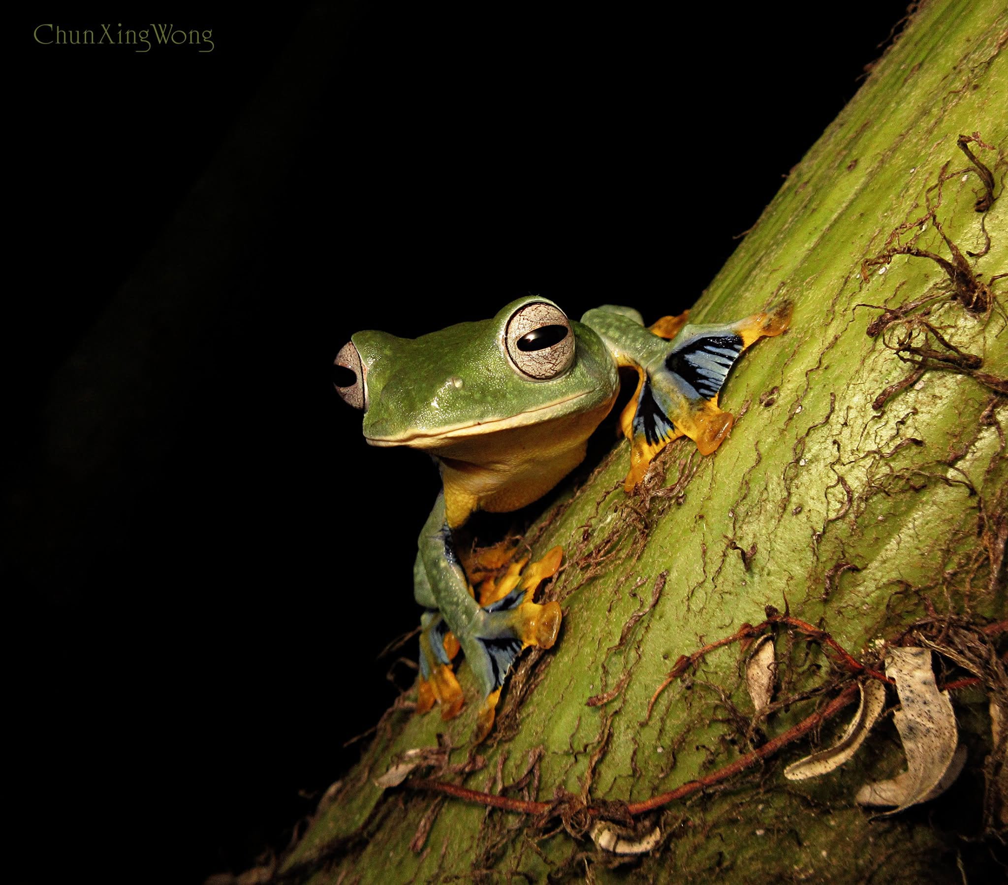 Borneo Flying Frog — Borneo wildlife, book, free download, jungle tour, frog, herp tour