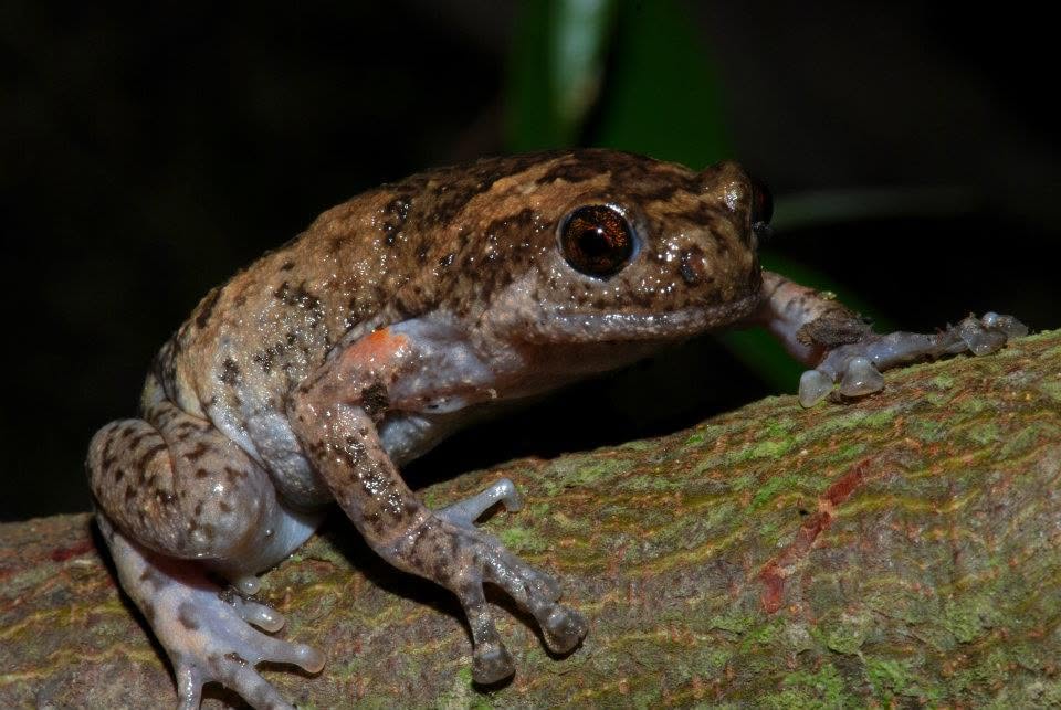 Brown Bullfrog — Borneo wildlife, book, free download, jungle tour, frog, herp tour