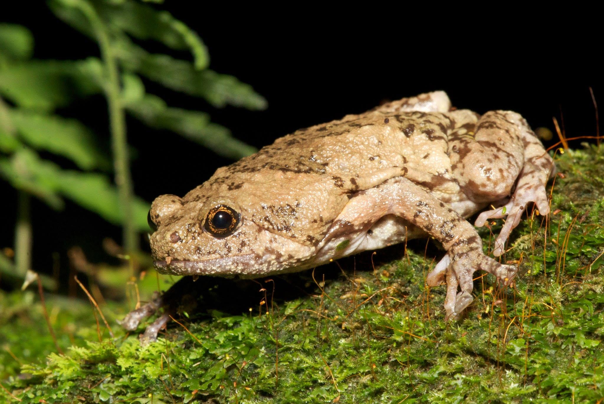 Brown Bullfrog — Borneo wildlife, book, free download, jungle tour, frog, herp tour