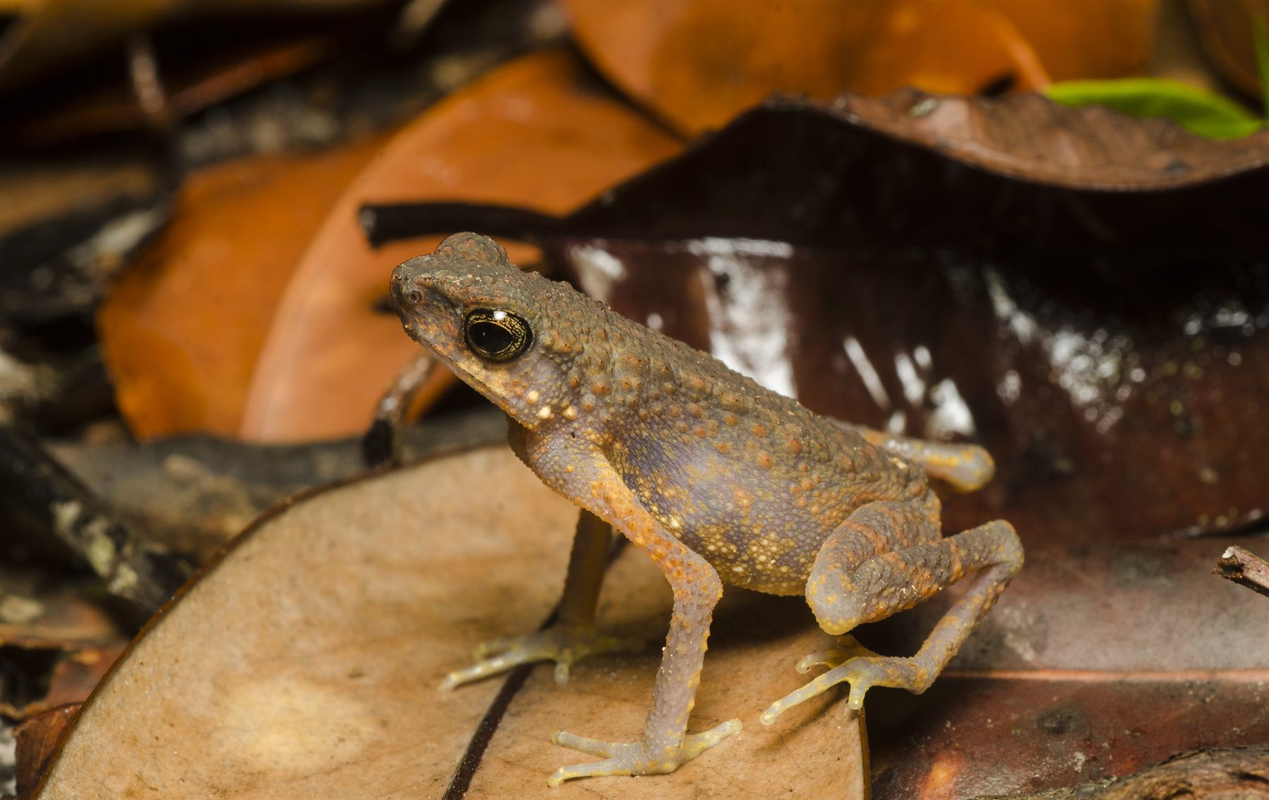 Brown Slender Toad — Borneo wildlife, book, free download, jungle tour, frog, herp tour