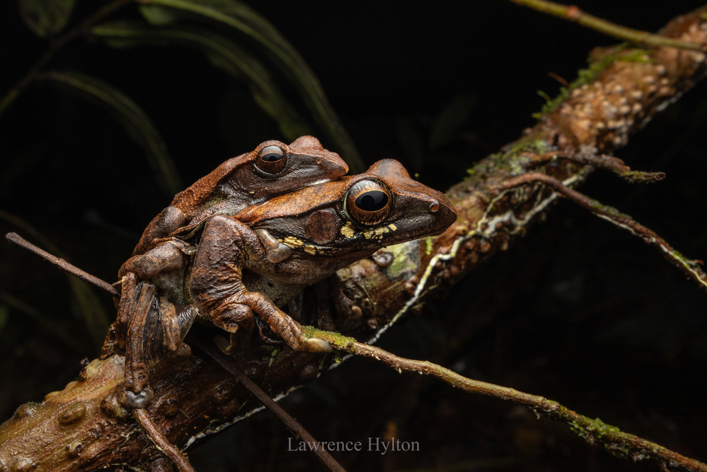 Brown Tree Frog — Borneo wildlife, book, free download, jungle tour, frog, herp tour