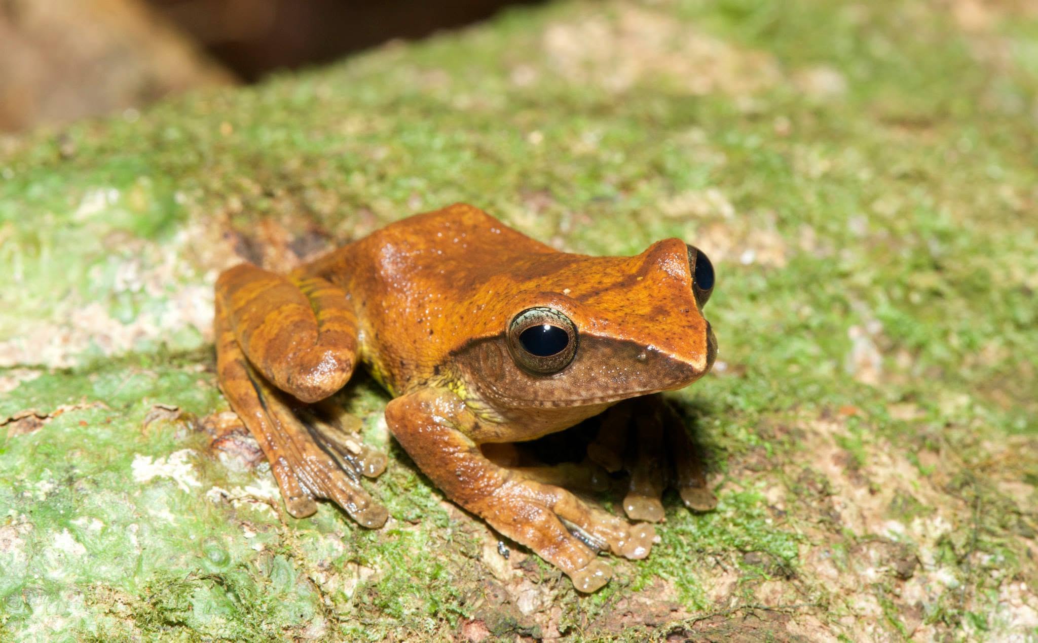 Brown Tree Frog — Borneo wildlife, book, free download, jungle tour, frog, herp tour