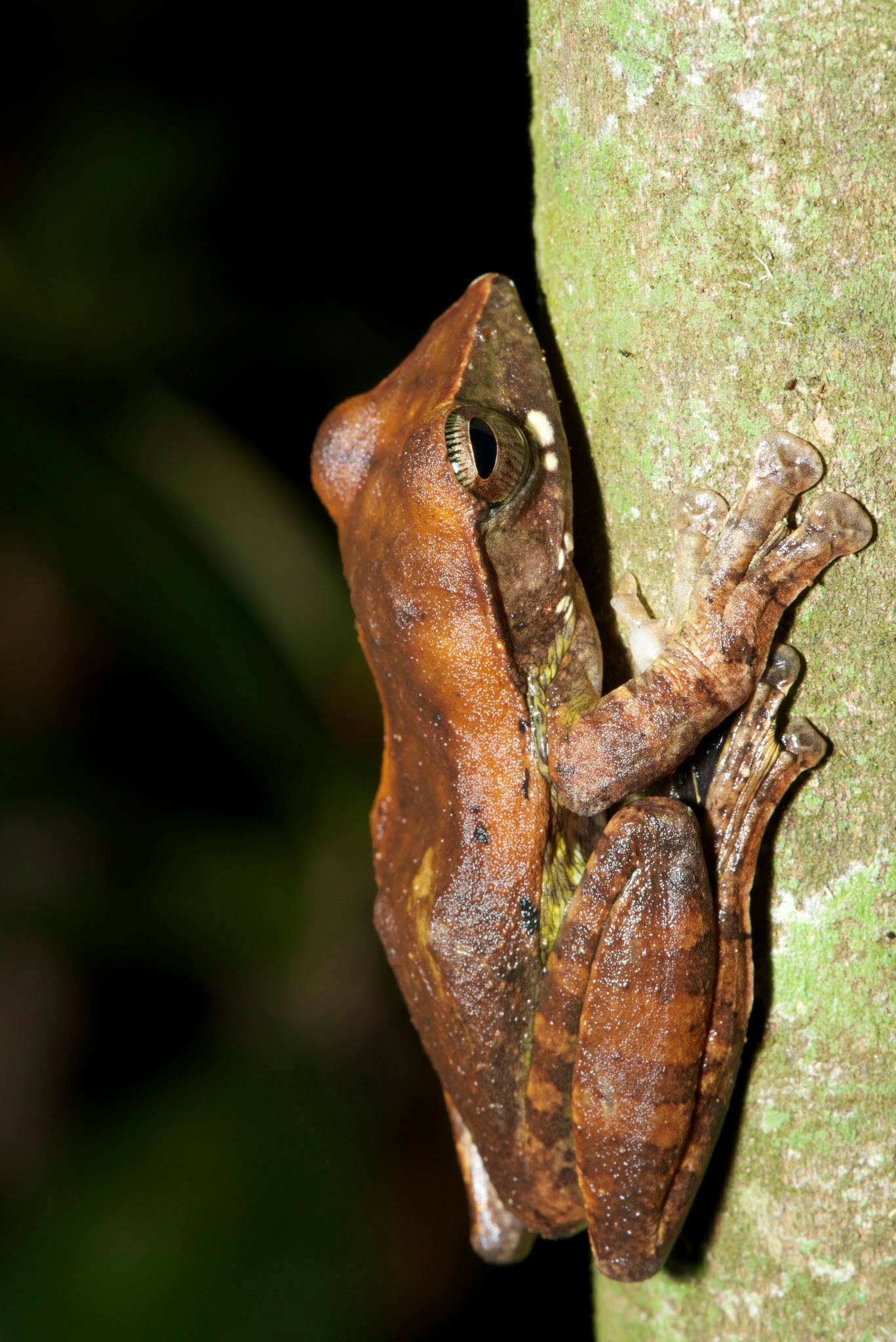 Brown Tree Frog — Borneo wildlife, book, free download, jungle tour, frog, herp tour