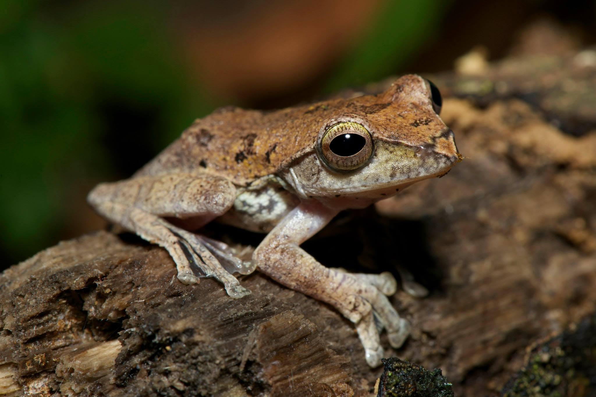 Brown Tree Frog — Borneo wildlife, book, free download, jungle tour, frog, herp tour