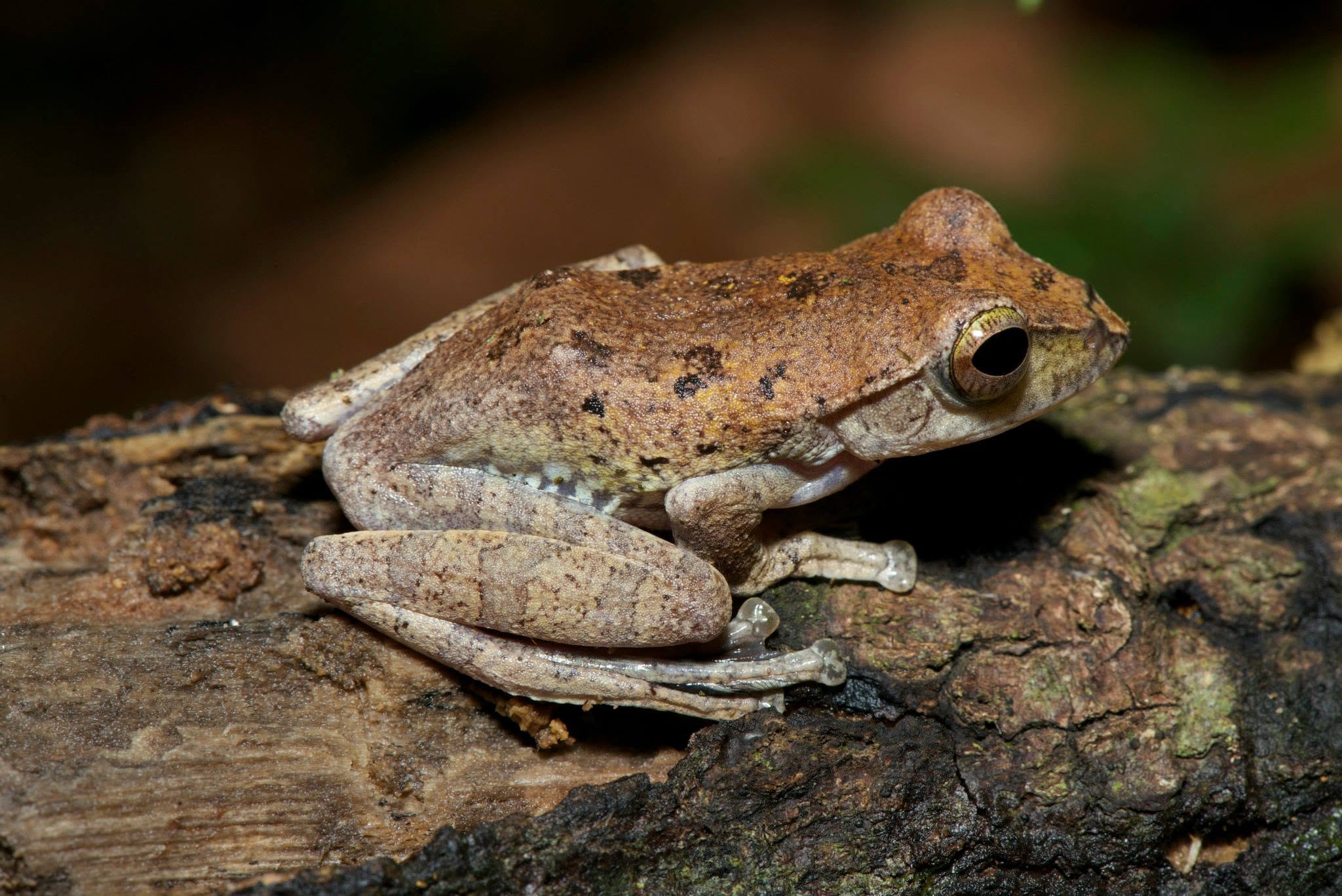 Brown Tree Frog — Borneo wildlife, book, free download, jungle tour, frog, herp tour