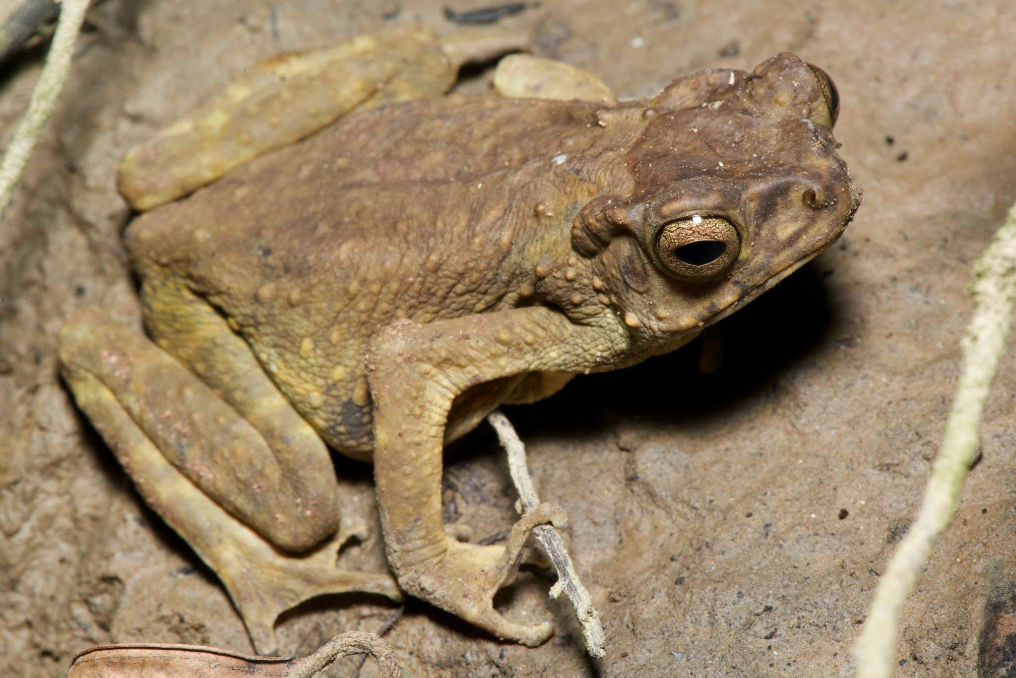 Brown Tree Toad — Borneo wildlife, book, free download, jungle tour, frog, herp tour