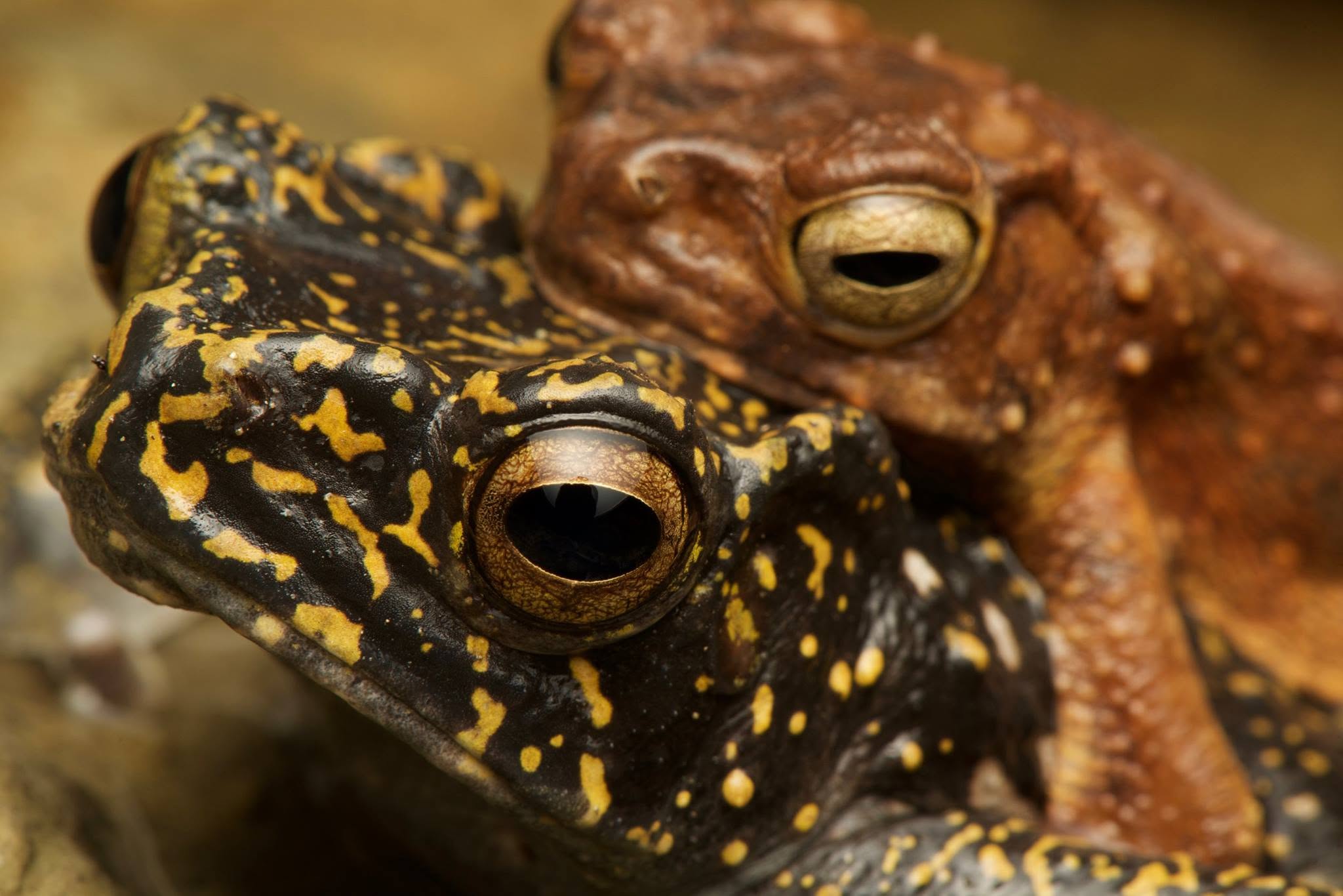 Brown Tree Toad — Borneo wildlife, book, free download, jungle tour, frog, herp tour