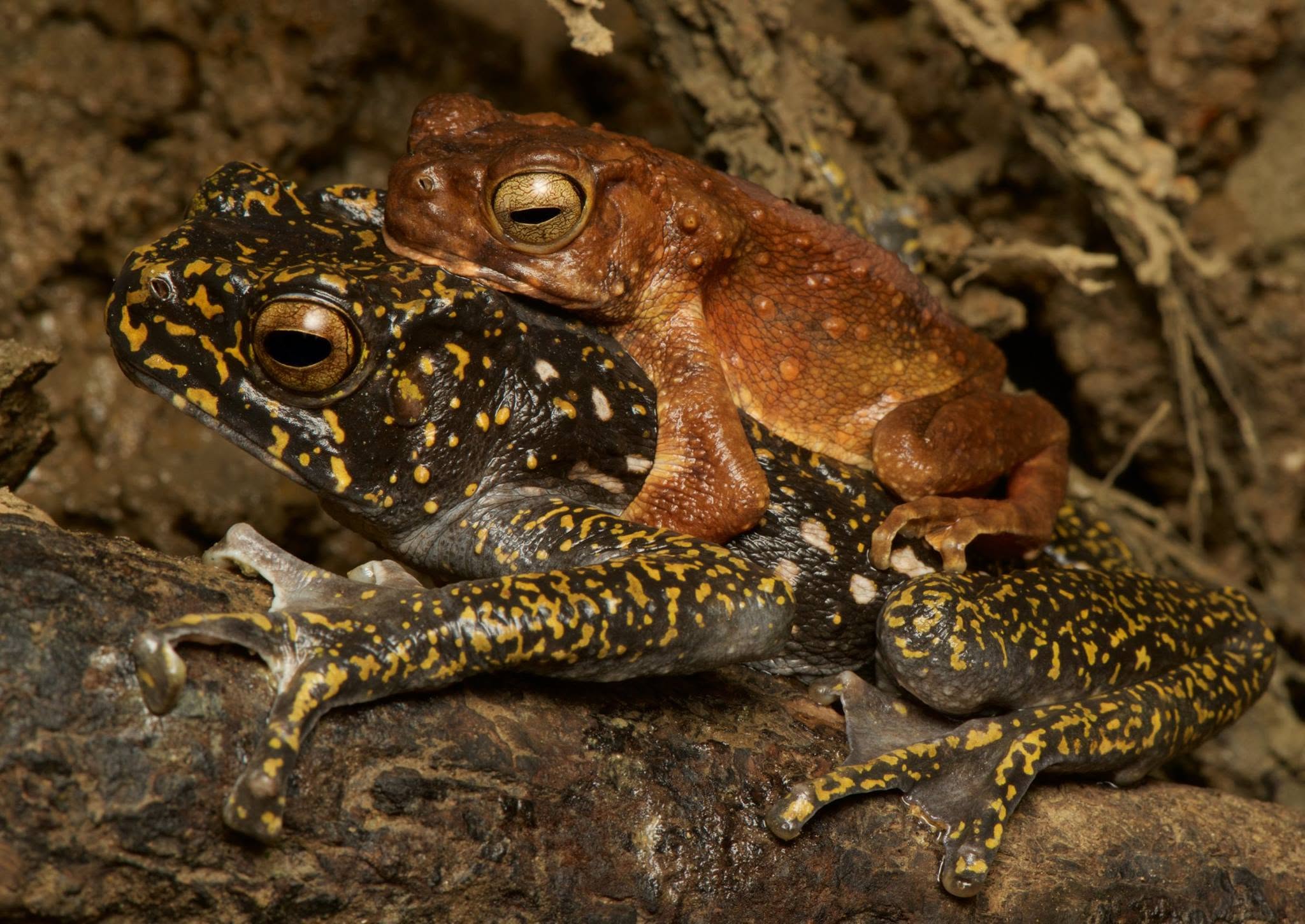 Brown Tree Toad — Borneo wildlife, book, free download, jungle tour, frog, herp tour