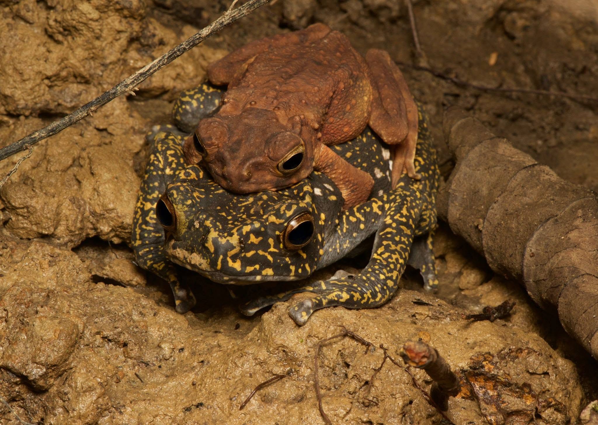 Brown Tree Toad — Borneo wildlife, book, free download, jungle tour, frog, herp tour