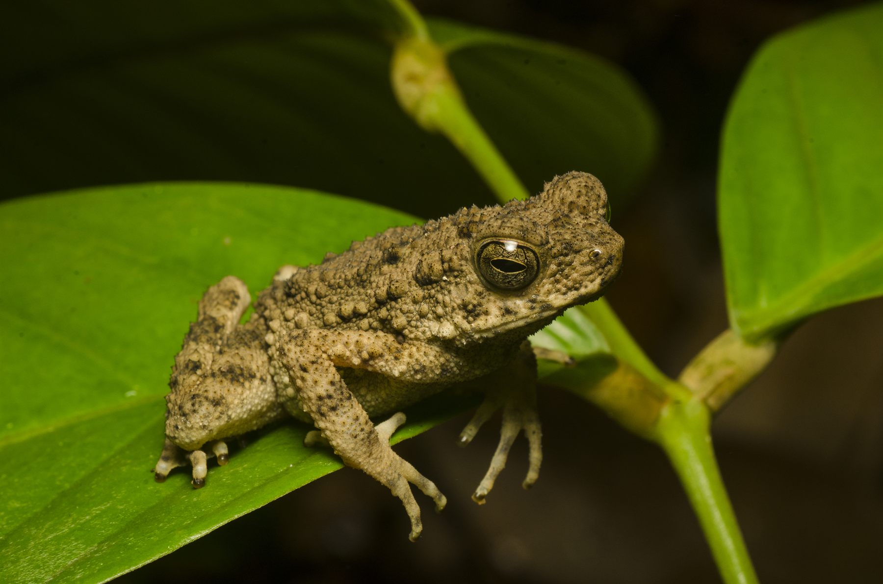 Brown Tree Toad — Borneo wildlife, book, free download, jungle tour, frog, herp tour