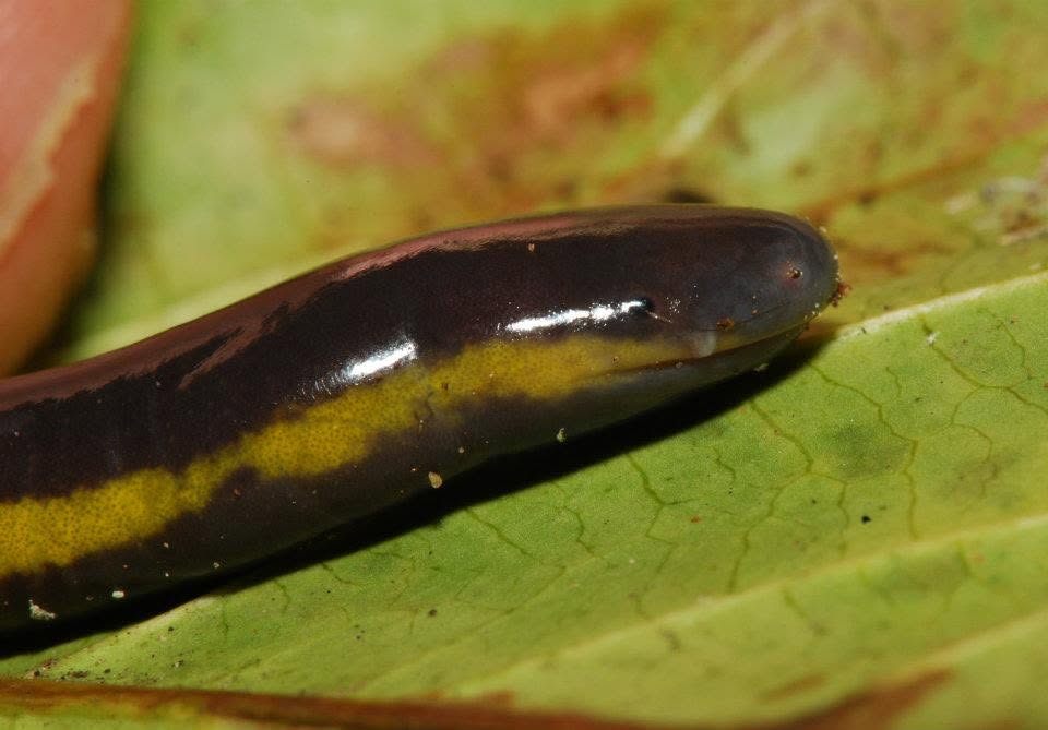 Caecilian (sp.) — Borneo wildlife, book, free download, jungle tour, frog, herp tour