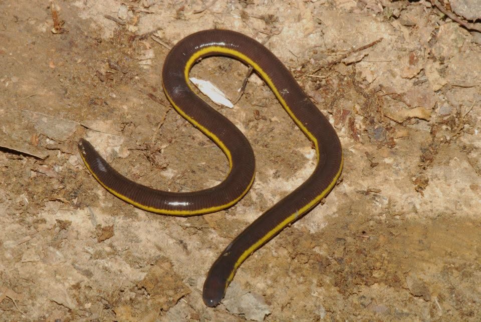 Caecilian (sp.) — Borneo wildlife, book, free download, jungle tour, frog, herp tour